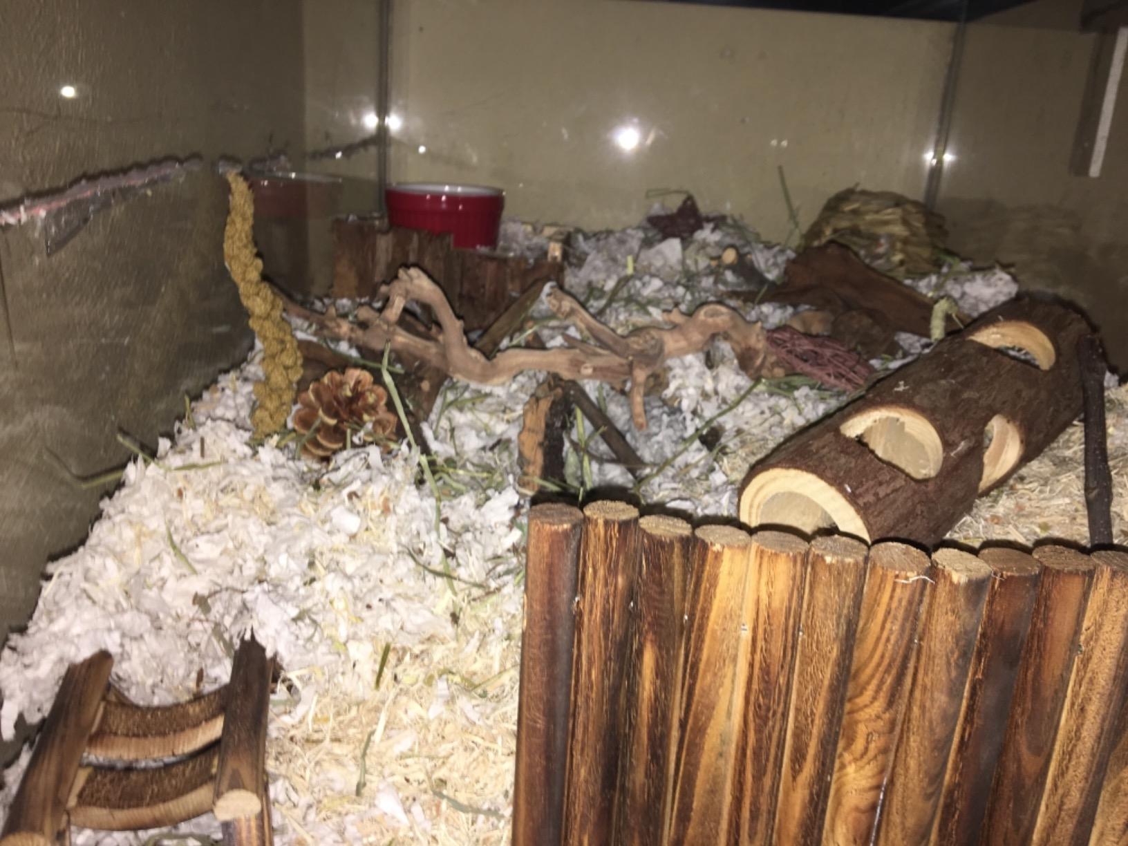 Exo Terra Forest Branch Small - Natural Wood Terrarium Decoration customer photo 2