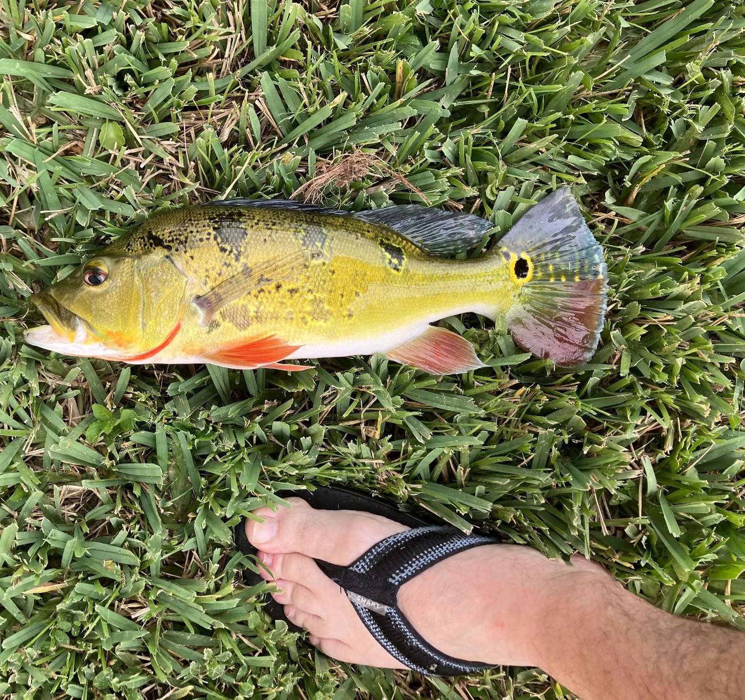 BOOYAH Pond Magic Small-Water Spinner-Bait Bass Fishing Lure customer photo 2