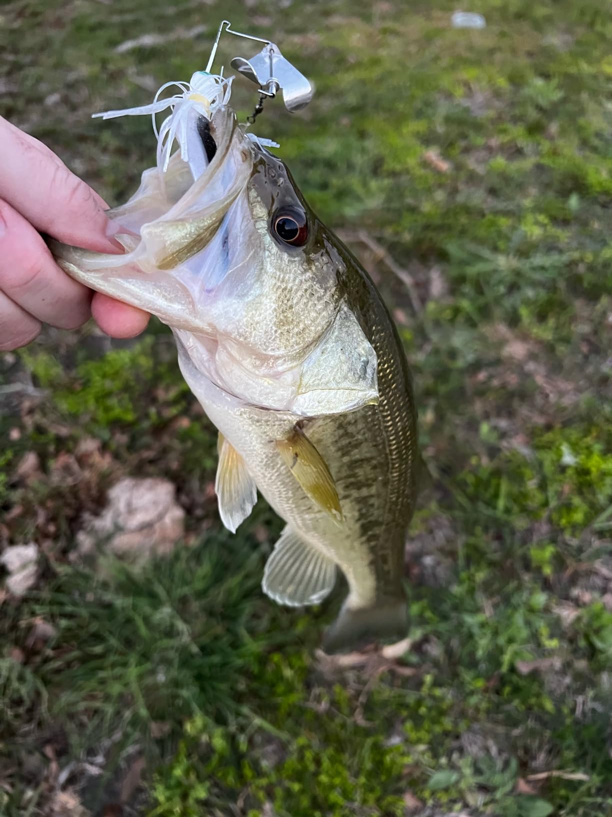 Strike King Mini Pro Buzz Buzzbait Fishing Lure, 1/8 oz, Dual Prop customer photo 2