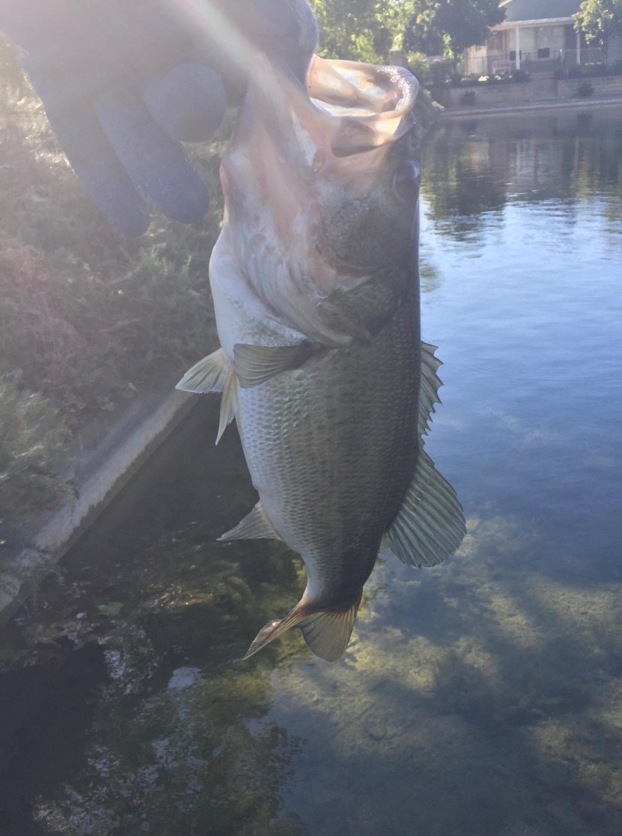 Strike King Hack Attack Heavy Cover Jig Bait customer photo 1