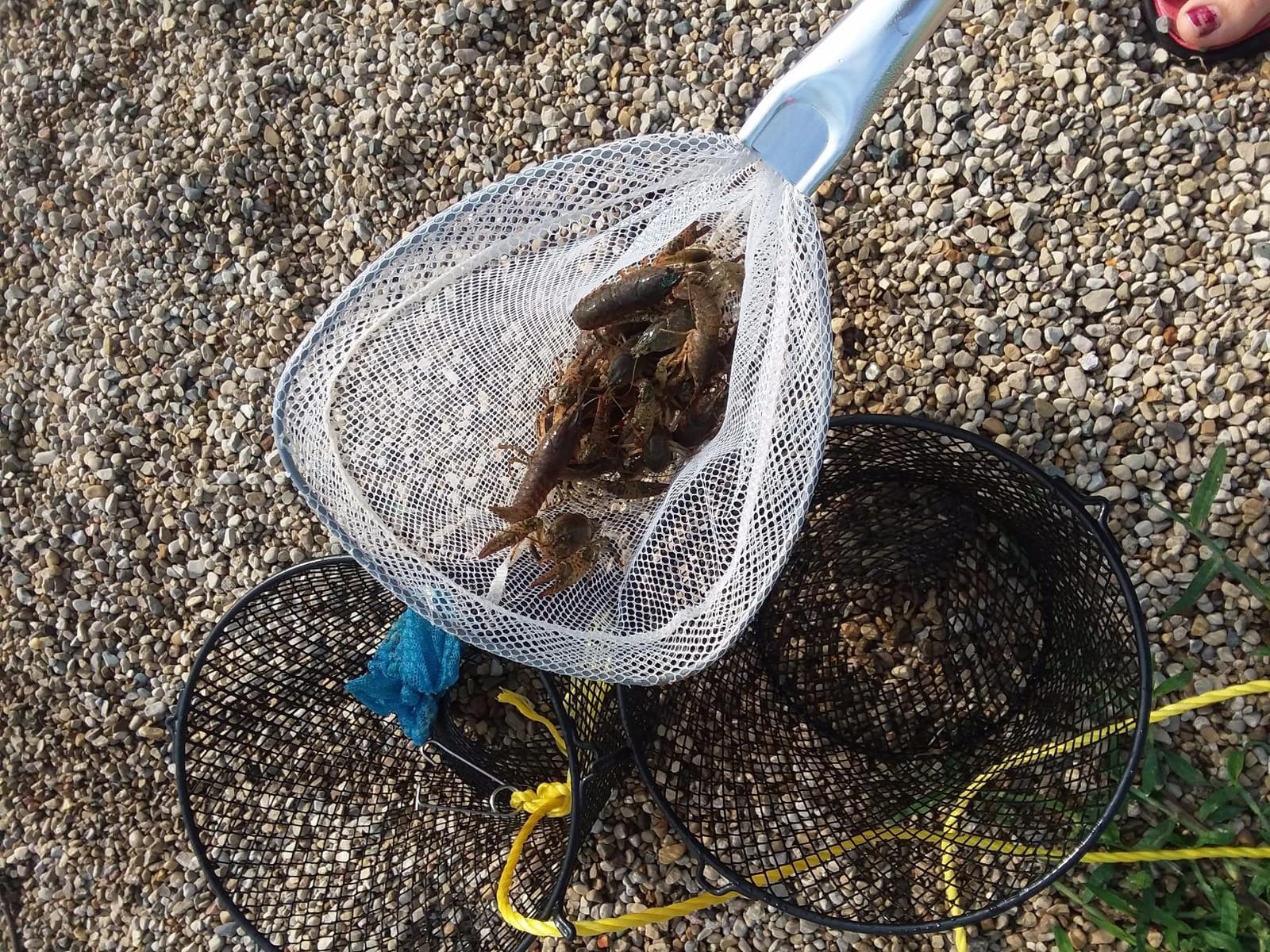 Frabill Torpedo Crawfish Trap | Heavy-Duty Steel Mesh customer photo 1