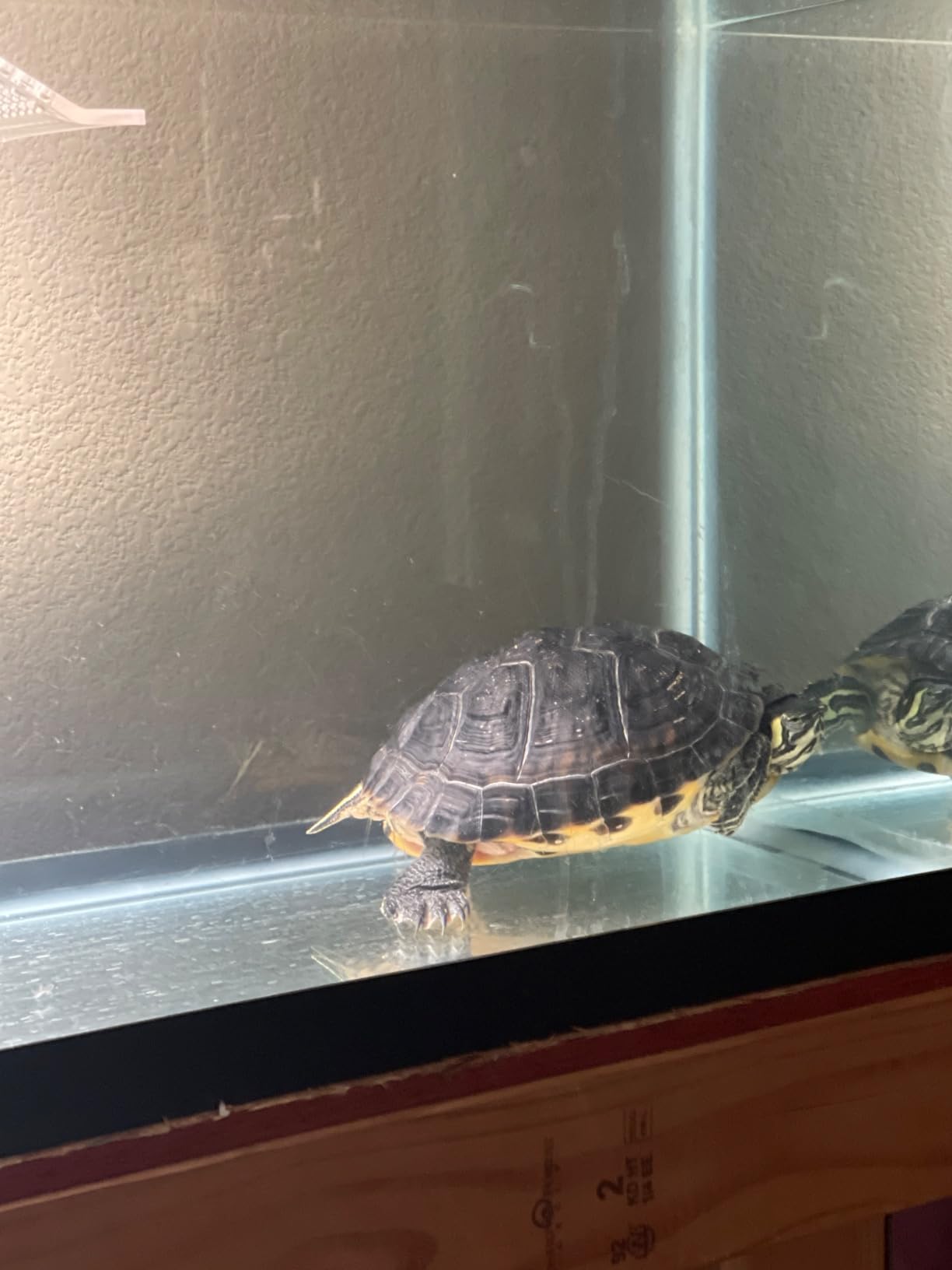 TetraFauna ReptoGuard Turtle Health Conditioner 3 Count, Slow-Release (19514) customer photo 2