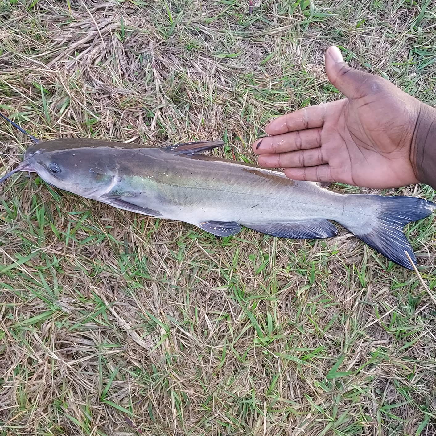 Catfish DBG-3-07 Dip Bait Worm customer photo 1