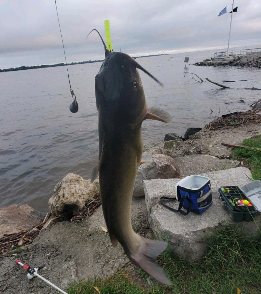 Catfish DBG-3-07 Dip Bait Worm customer photo 2