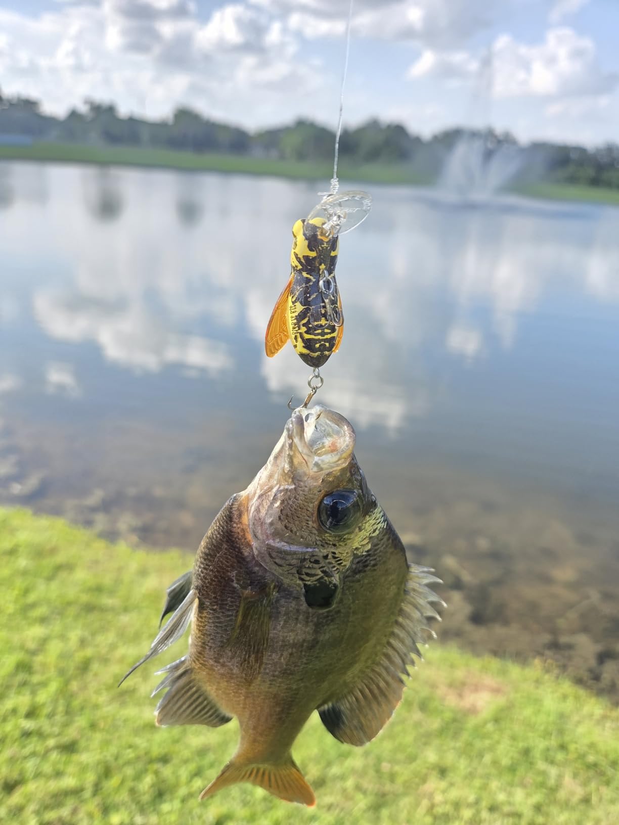 Rebel Lures Bumble Bug Topwater / Crankbait Fishing Lure, 1 1/2 Inch, 7/64 Ounce customer photo 1