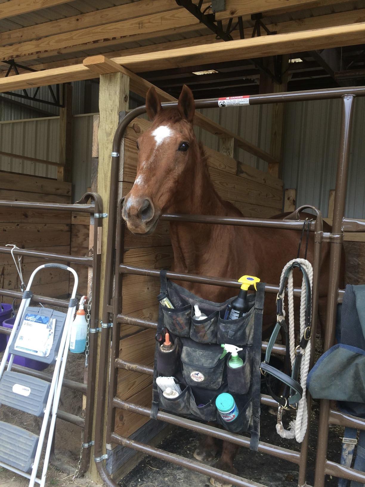 Professional's Choice Trailer Door Caddy | Durable Organizer Designed to accommodate Both You and Your Horse | Easily installs securely to Trailer Door or stall wall customer photo 1