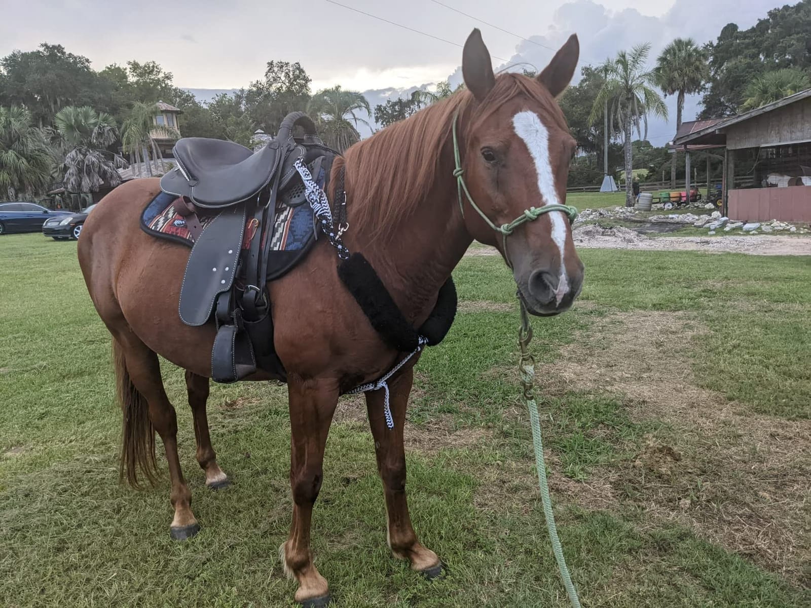Reinsman Contoured Trail Pad with Breathable Non-Slip Tacky Too Bottom - Comfortable Durable Shock-Absorbing Stain & UV Resistant Horse Saddle Pad with Spine Relief Channel - 30