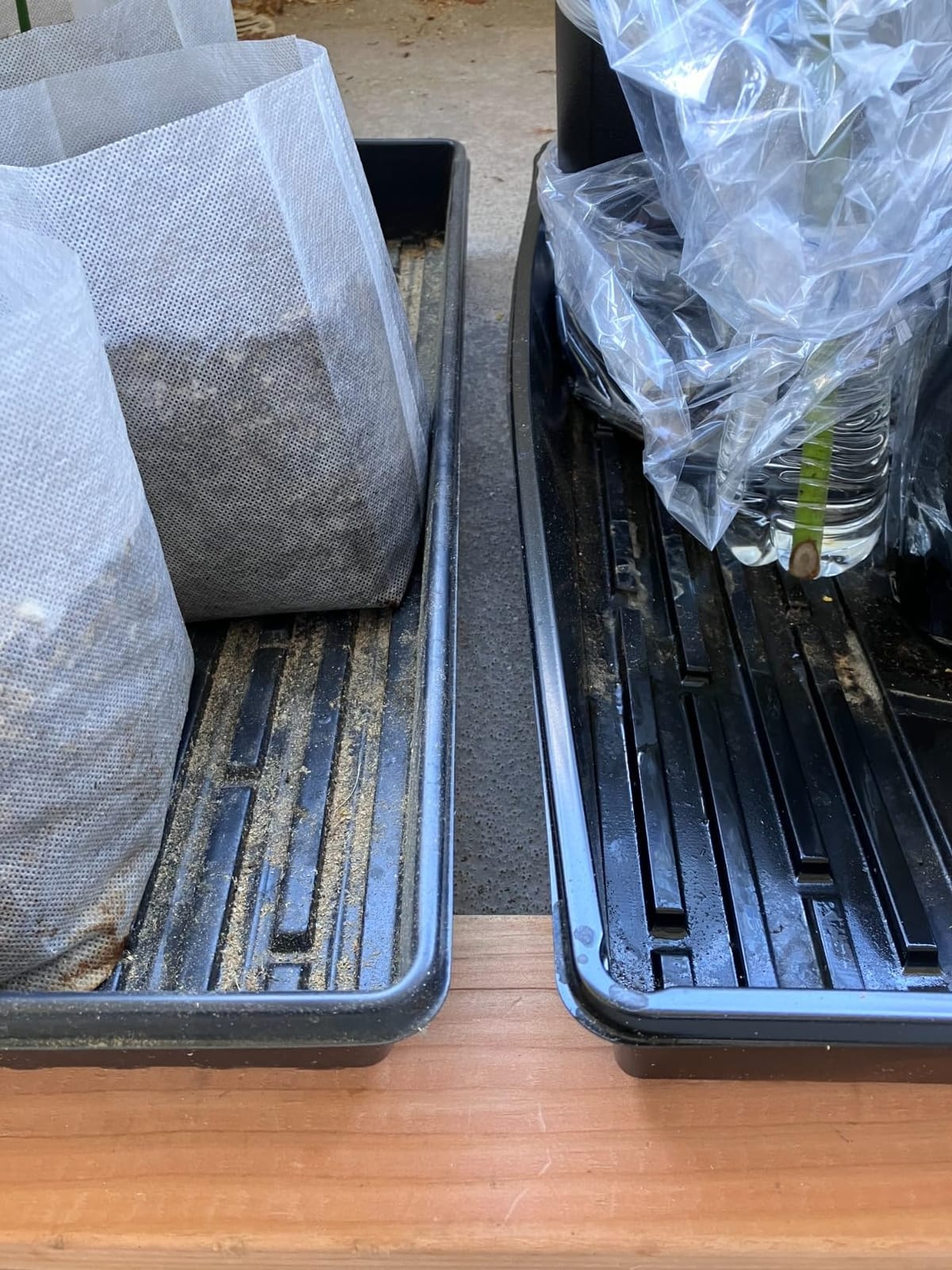 10 Plant Growing Trays (No Drain Holes) - 20
