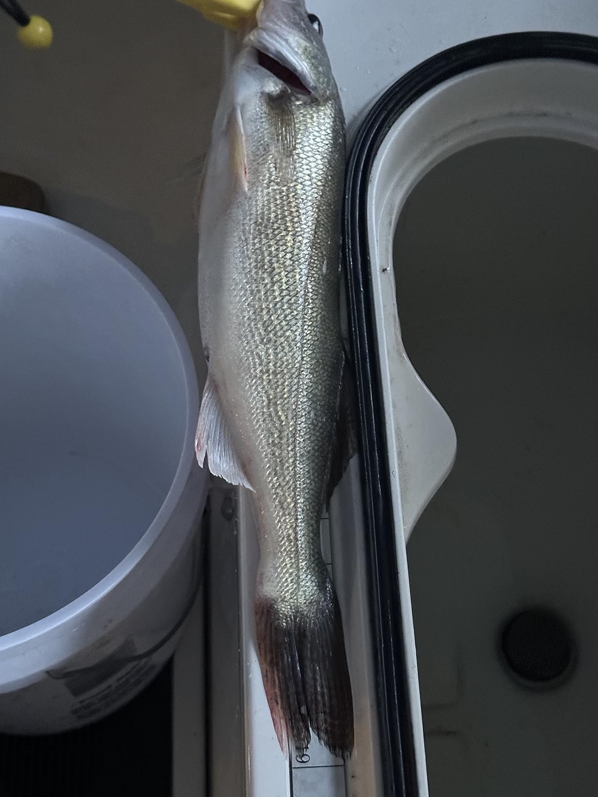 Berkley Gulp! Floating Pinched Crawler Fishing Soft Bait customer photo 1