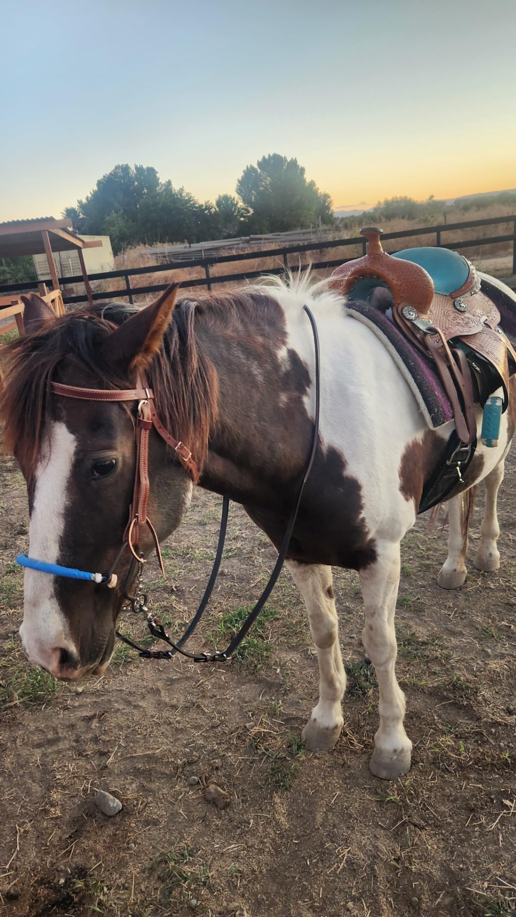 Weaver EquineTRV149205 customer photo 2