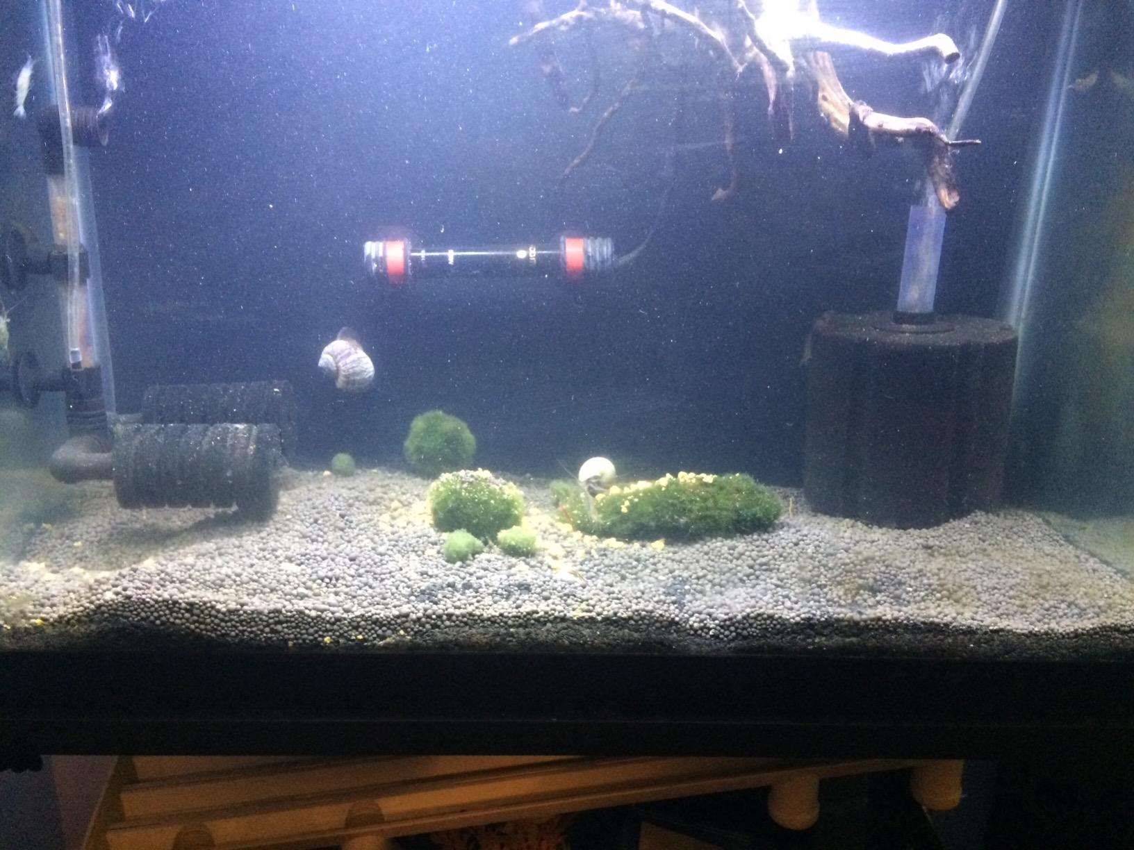 Shrimp Sand customer photo 2