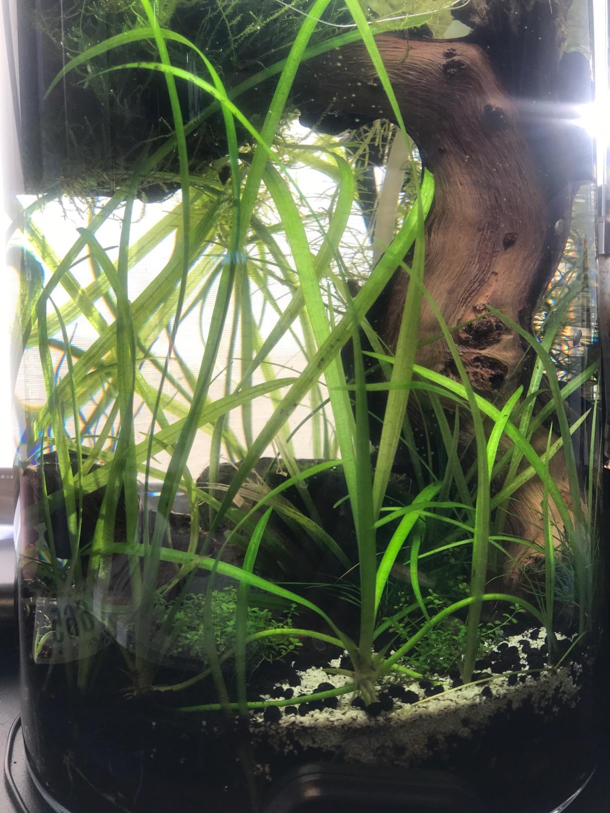 Hydor Betta Bowl Slim Fish Tank Heater, 7.5-watt, measures 3.5 inches round, black; For tanks 2-5 gallons customer photo 2