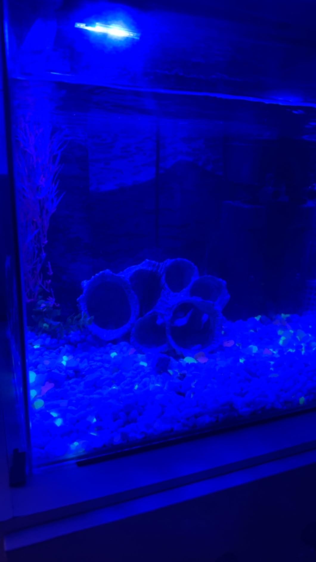 Glofish Aquarium Gravel, Solid Black, 5-Pound Bag customer photo 2