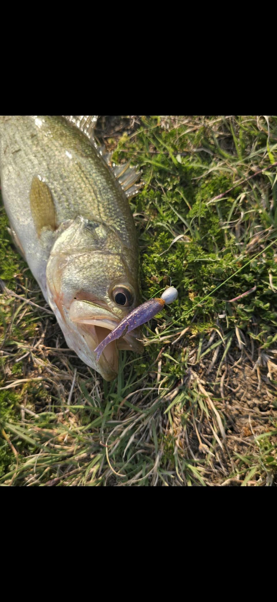 Trout Magnet 82pc Panfish Magnet Kit customer photo 1