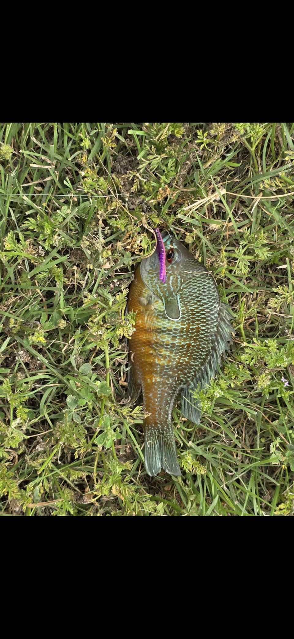 Trout Magnet 82pc Panfish Magnet Kit customer photo 2
