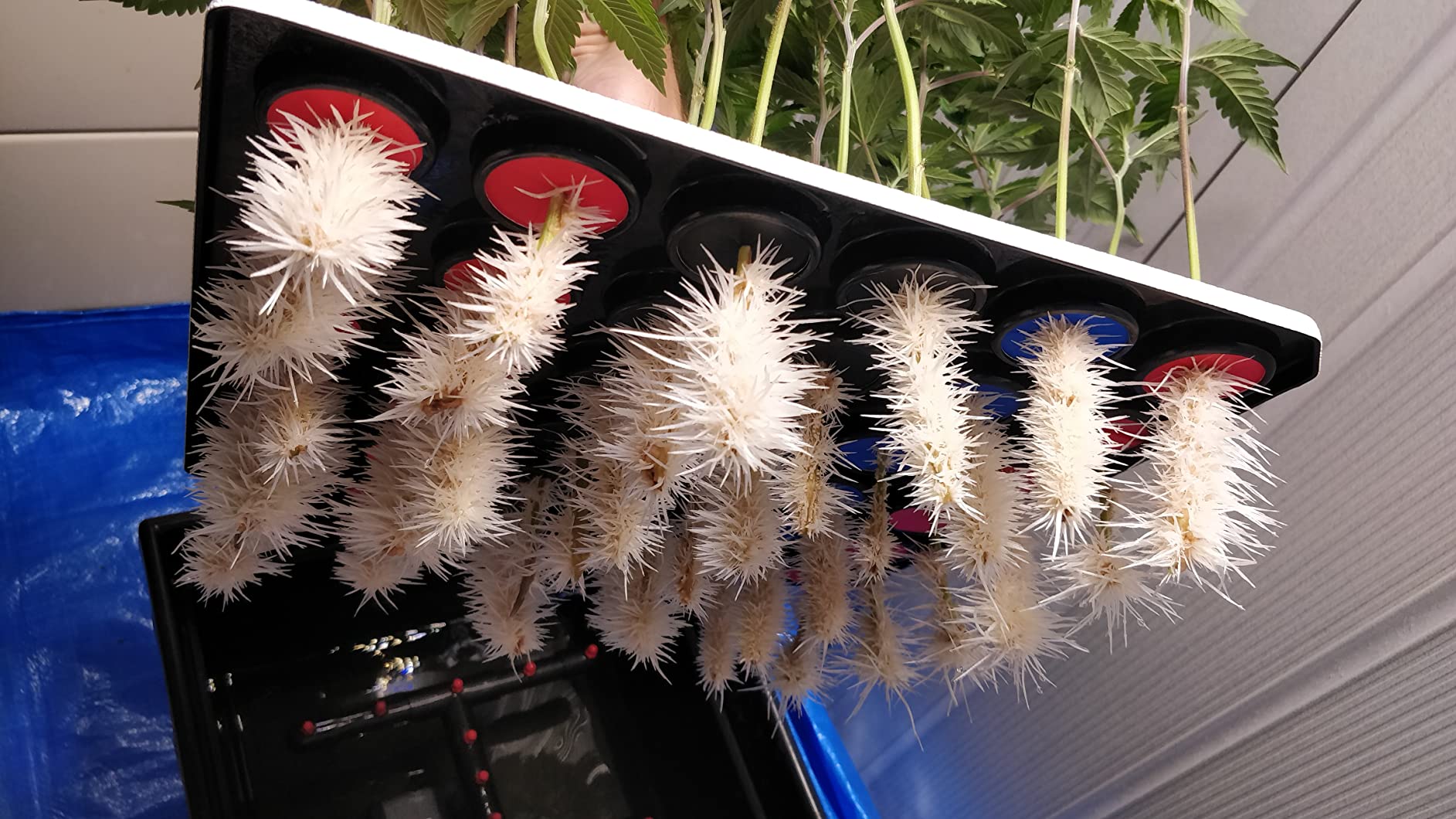 36 Site Aeroponic Cloning Machine. Expect 100% Success Rates! customer photo 1