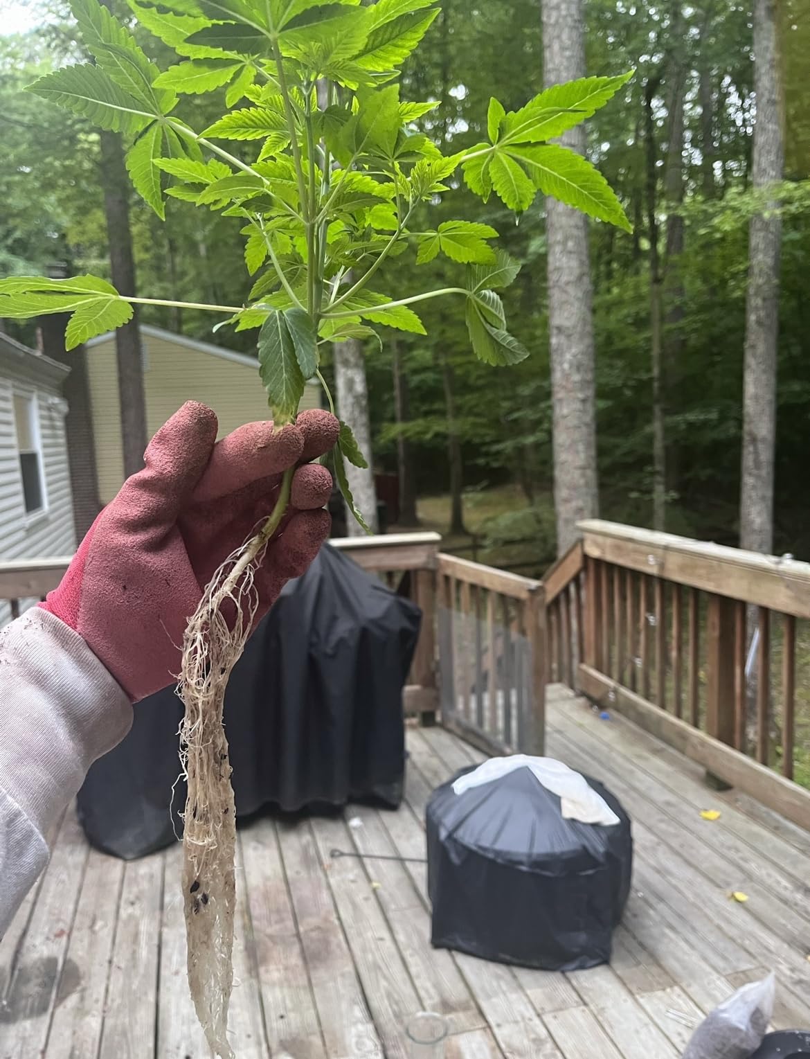 36 Site Aeroponic Cloning Machine. Expect 100% Success Rates! customer photo 2