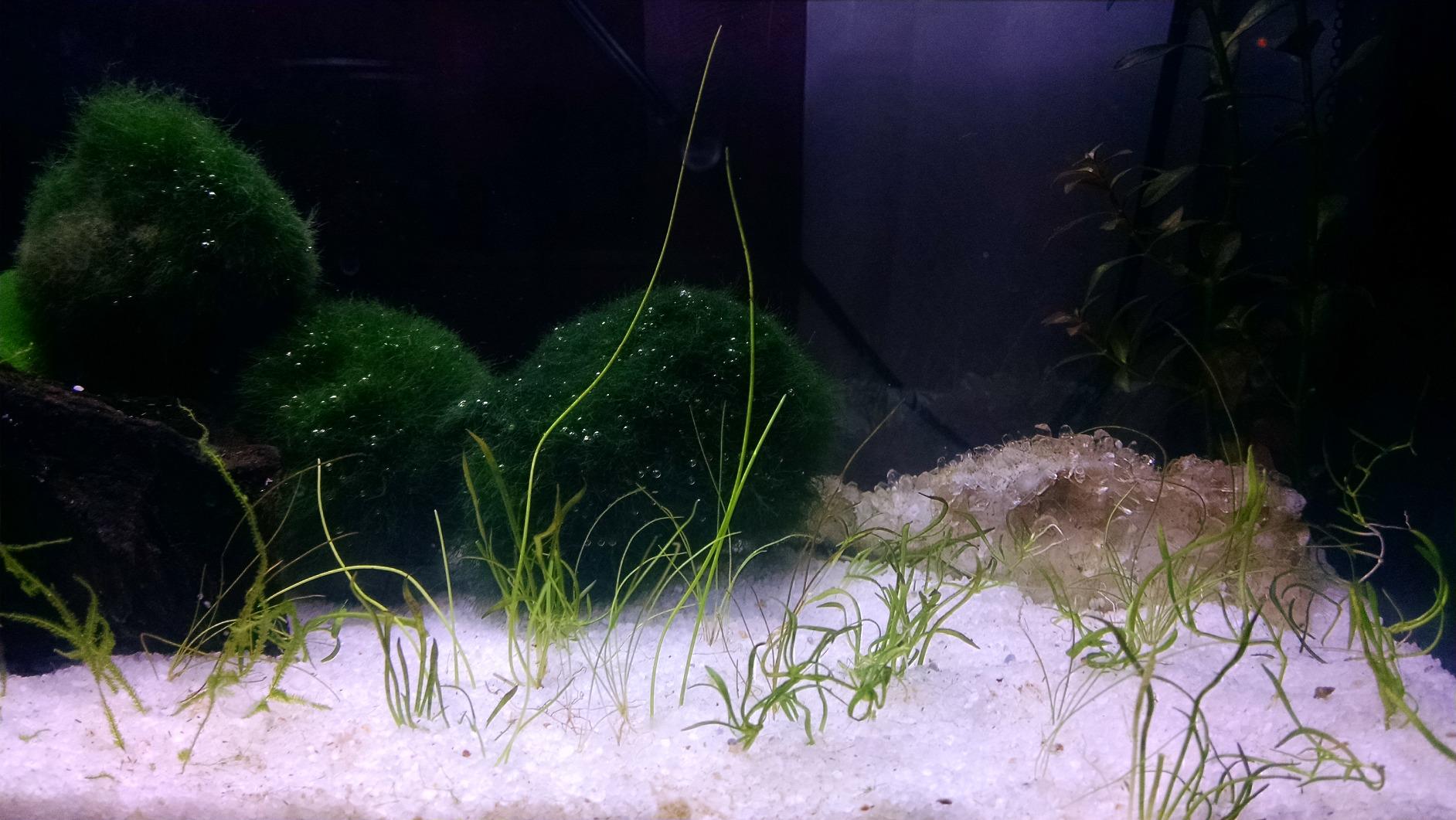 Fluval SPEC Freshwater Aquarium Kit, 2.6 Gallon, Black customer photo 1