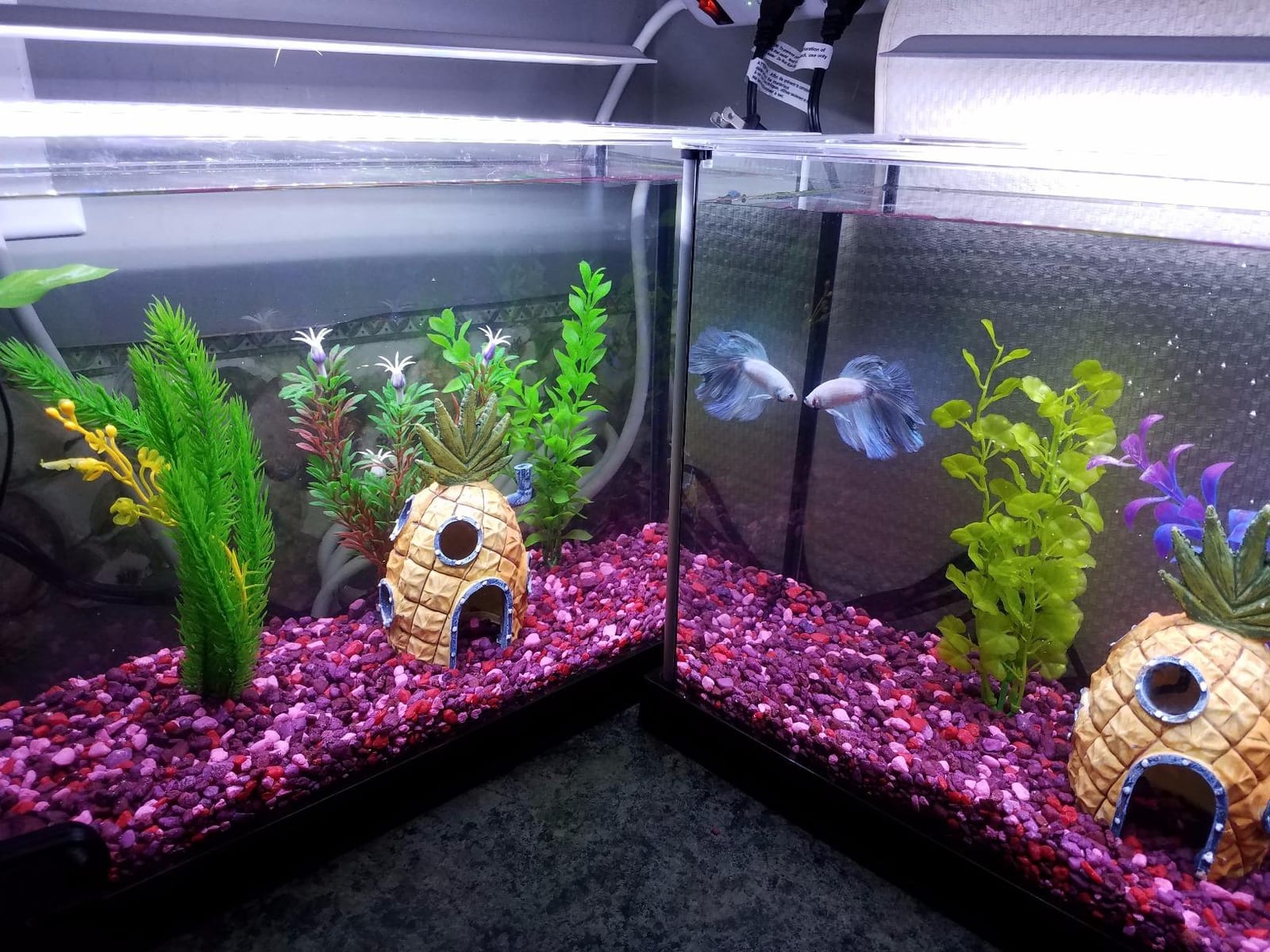 Fluval SPEC Freshwater Aquarium Kit, 2.6 Gallon, Black customer photo 2