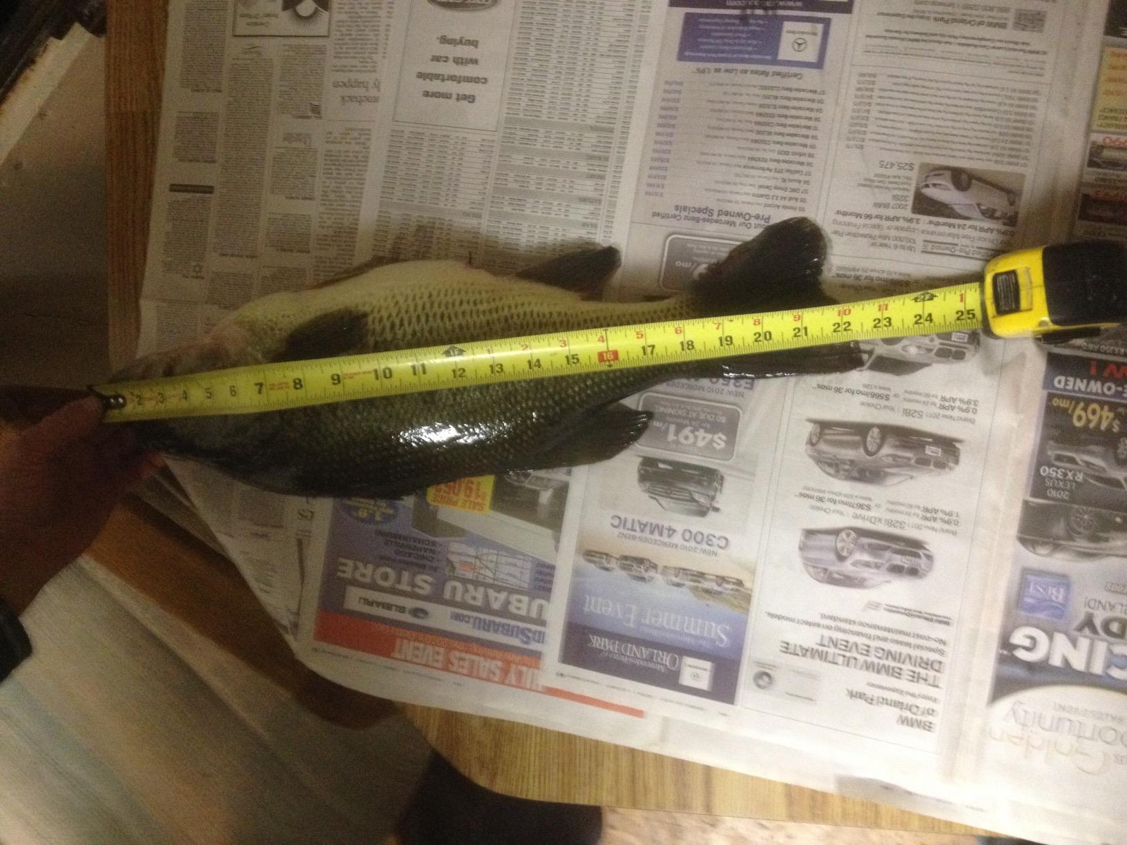 Arbogast Jitterbug Topwater Bass Fishing Lure - Excellent for Night Fishing customer photo 1
