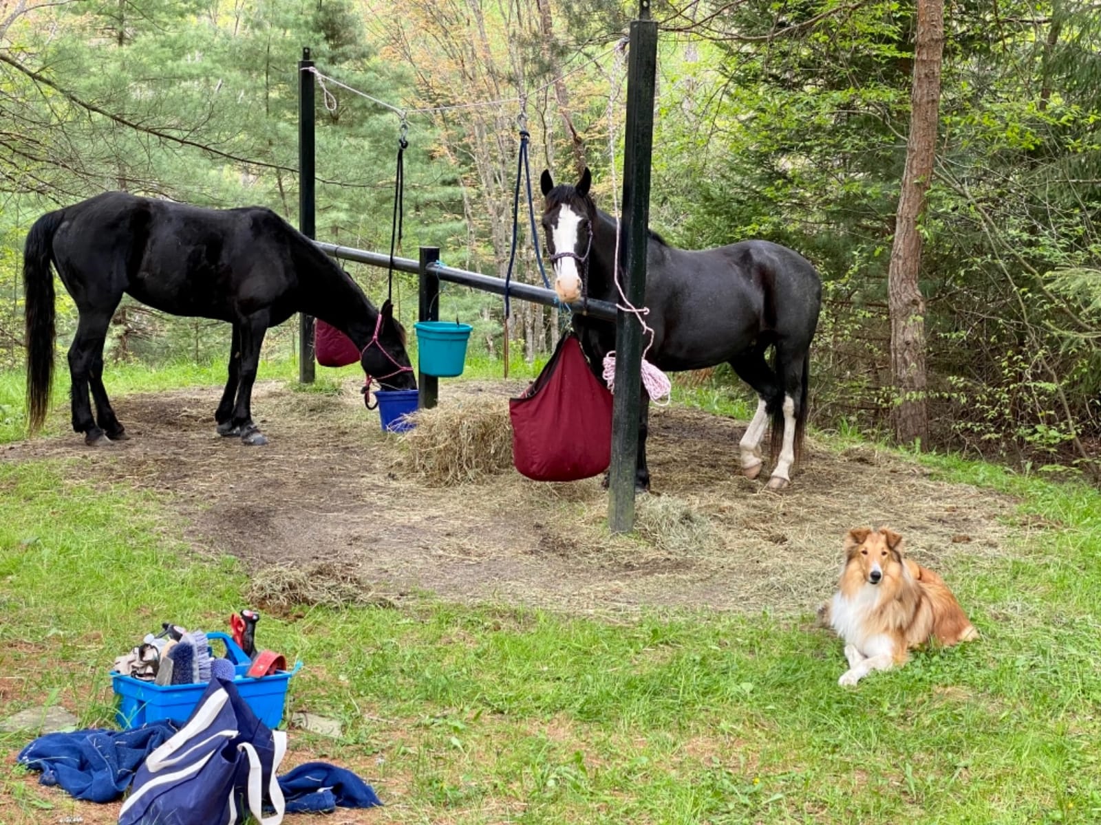 TrailMax 4-Horse Highline Kit, for Horse & Mule Packing, with 4 Stainless Steel in-Line Swivels, 2 Tree Saver Straps, 100 Ft of 3/8