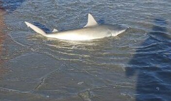 Aqua-Clear Shark Surf Rig customer photo 1
