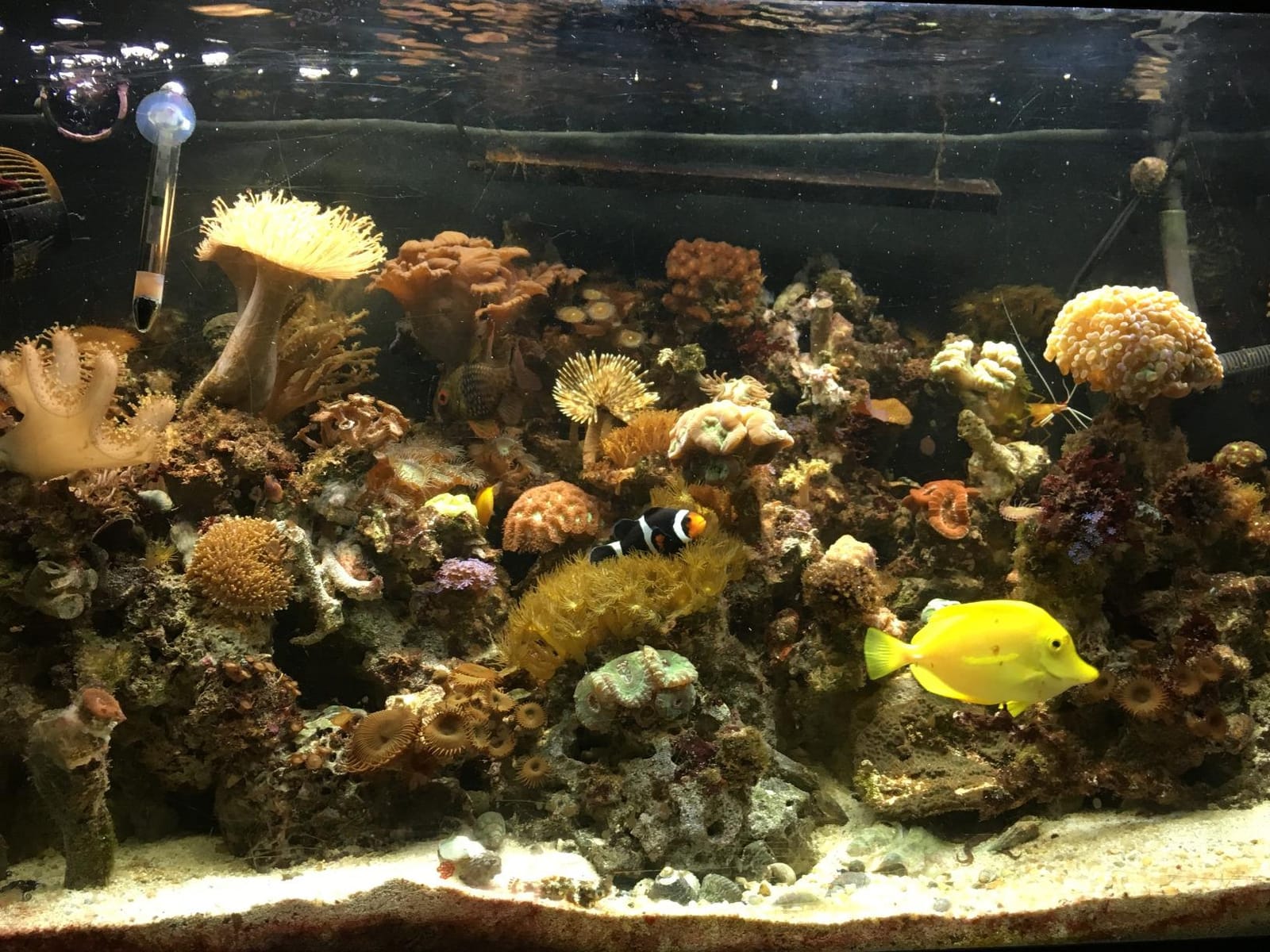 Red Sea Trace Colors ABCD 4-Pack Supplements, 4 x 100ml - Essential Trace Elements for Vibrant Coral Coloration in Reef & Marine Aquariums customer photo 1