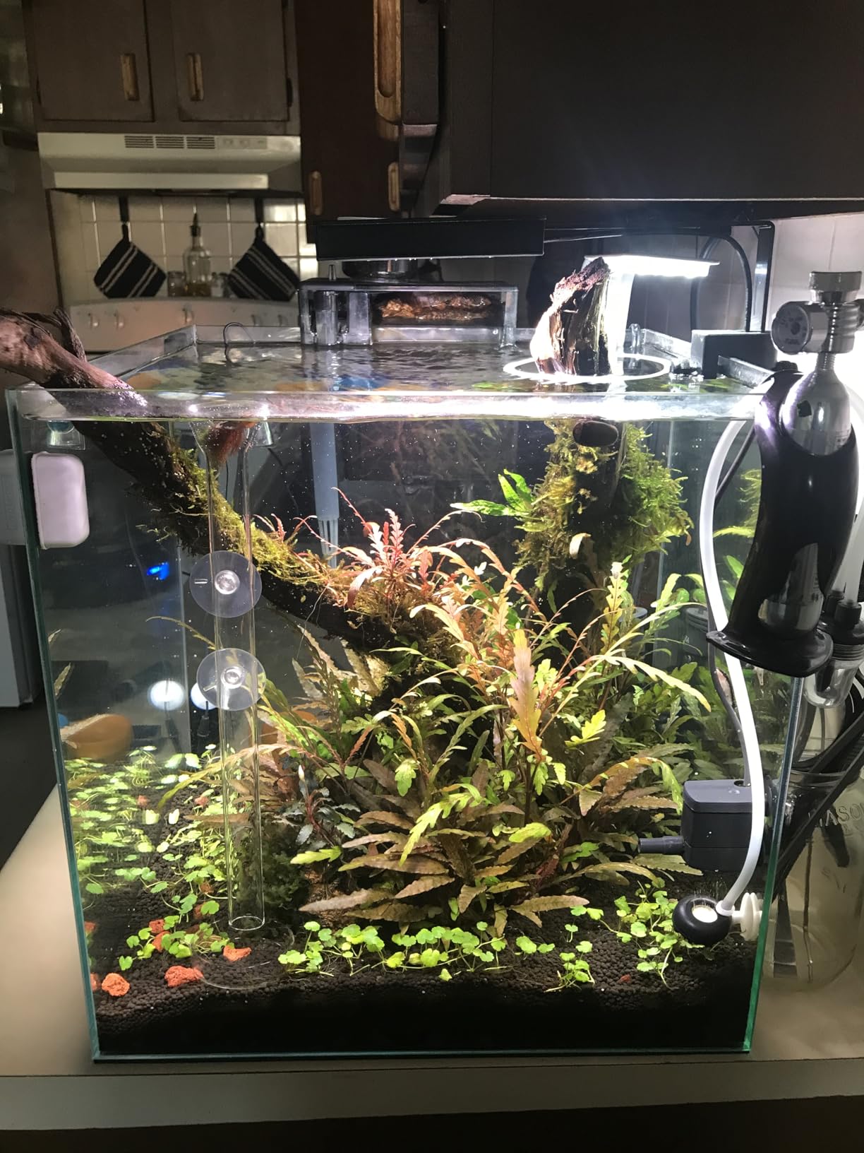 Brightwell Aquatics BlackWater Humic & Fulvic Acid for Aquariums, 250 ml customer photo 1