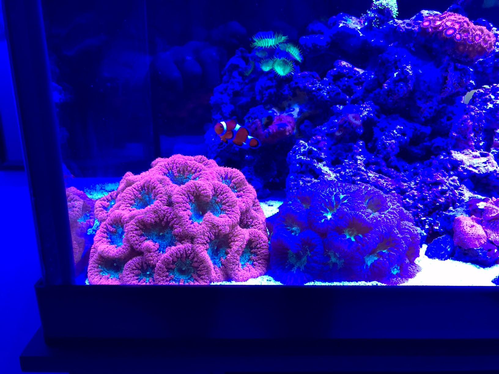 Brightwell Aquatics - NeoMarine Marine Salt Blend for Reef Aquarium - Fish Tank Starter Aquarium Salt - Aquarium Water Treatments, 16-GAL customer photo 2