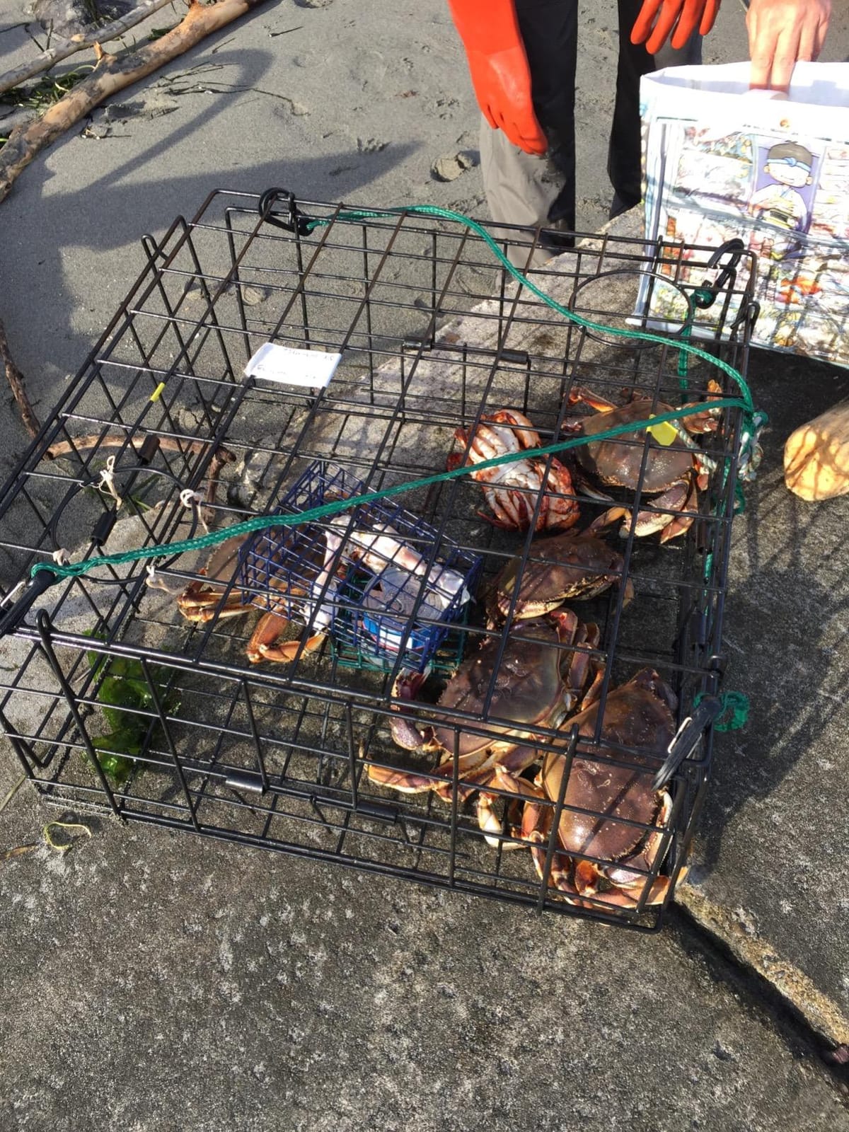 Pro-Cure Crab & Shrimp Attractant, 1/2 Gallon customer photo 2