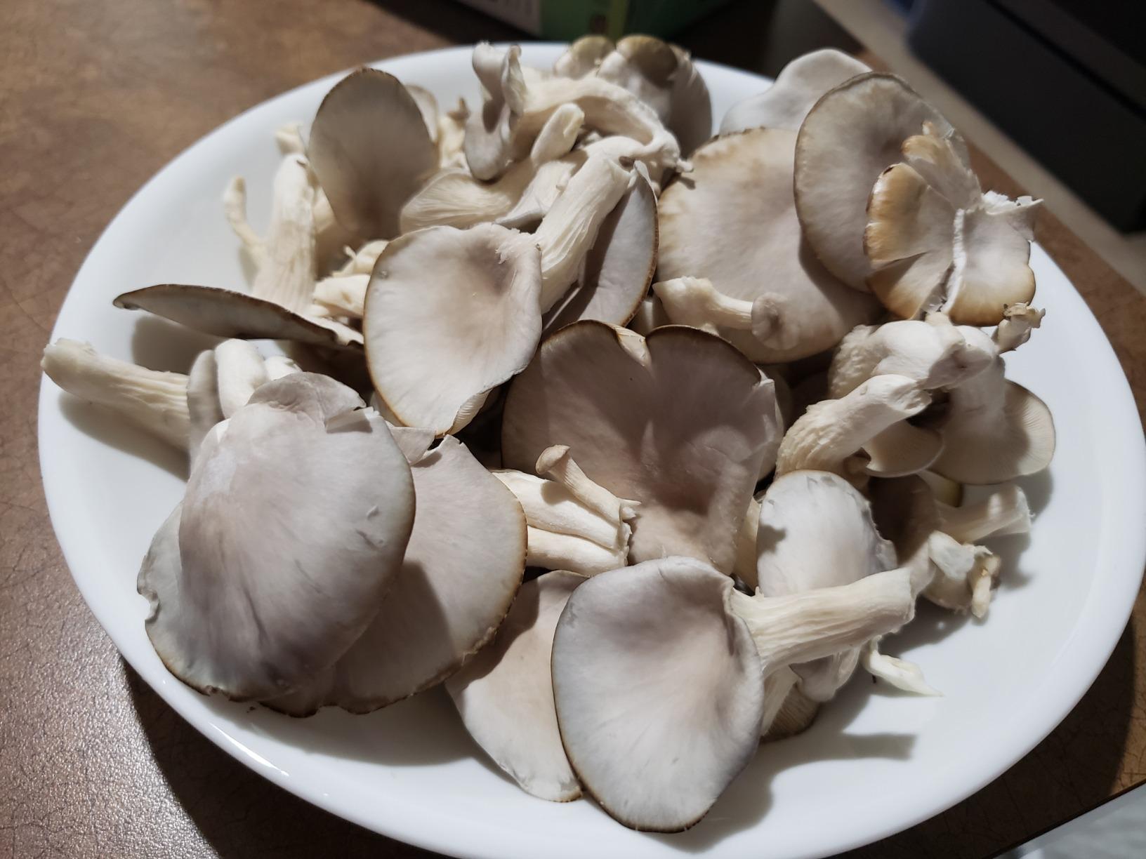 Back to the Roots Organic Oyster Mushroom Grow Kit, Harvest Gourmet Mushrooms In 10 Days customer photo 2