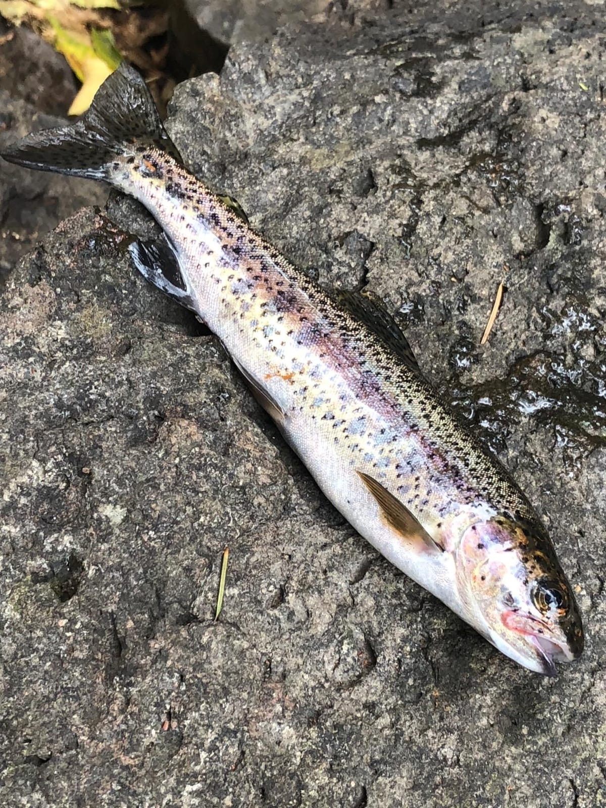 Panther Martin Classic Holographic Trout Inline Spinner (1/32 oz to 1/2 oz) customer photo 1