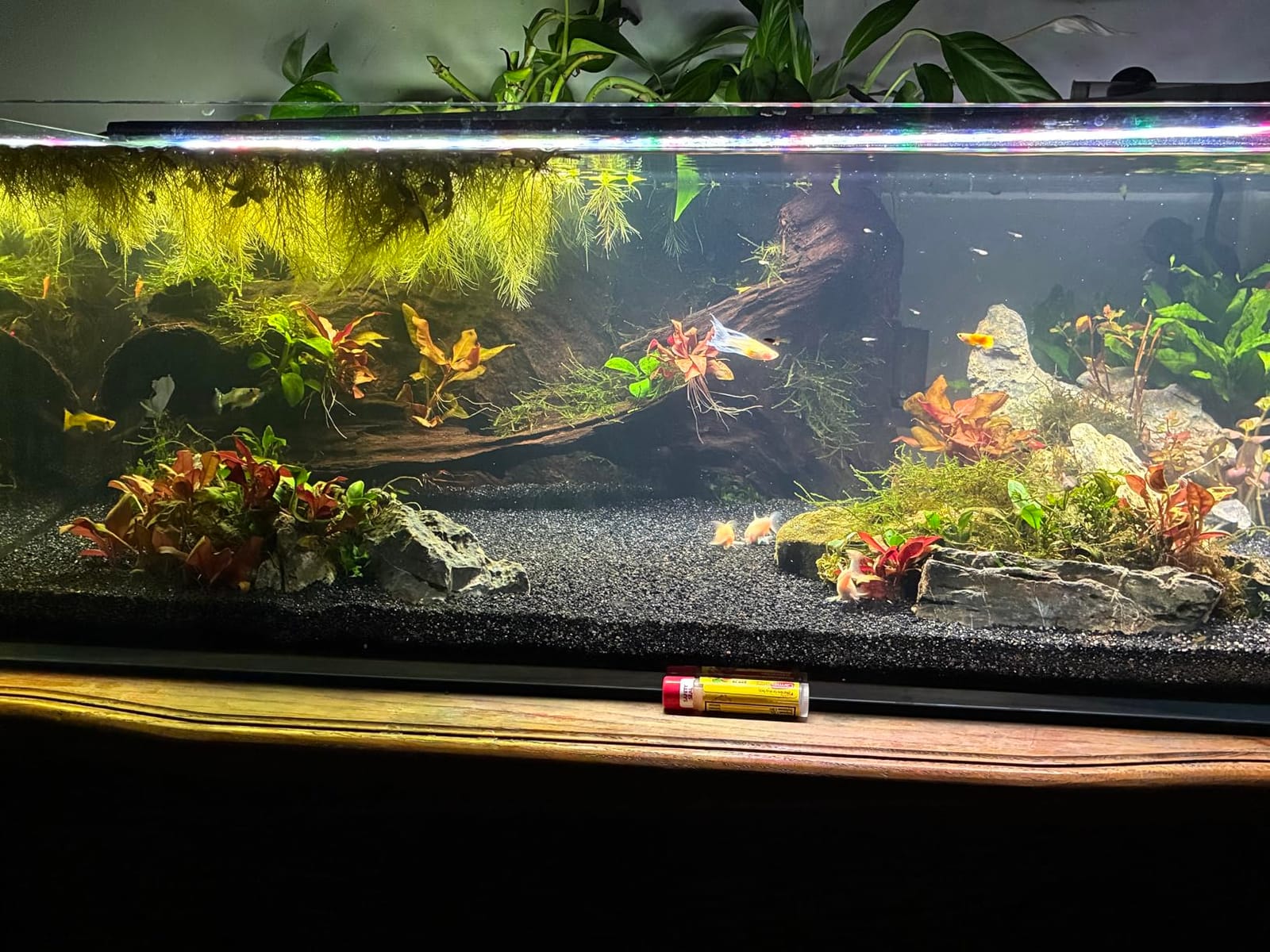 LANDEN Aquarium Cube 6.6 Gallon Ultra Clear Glass Rimless Fish Tank 30C customer photo 1