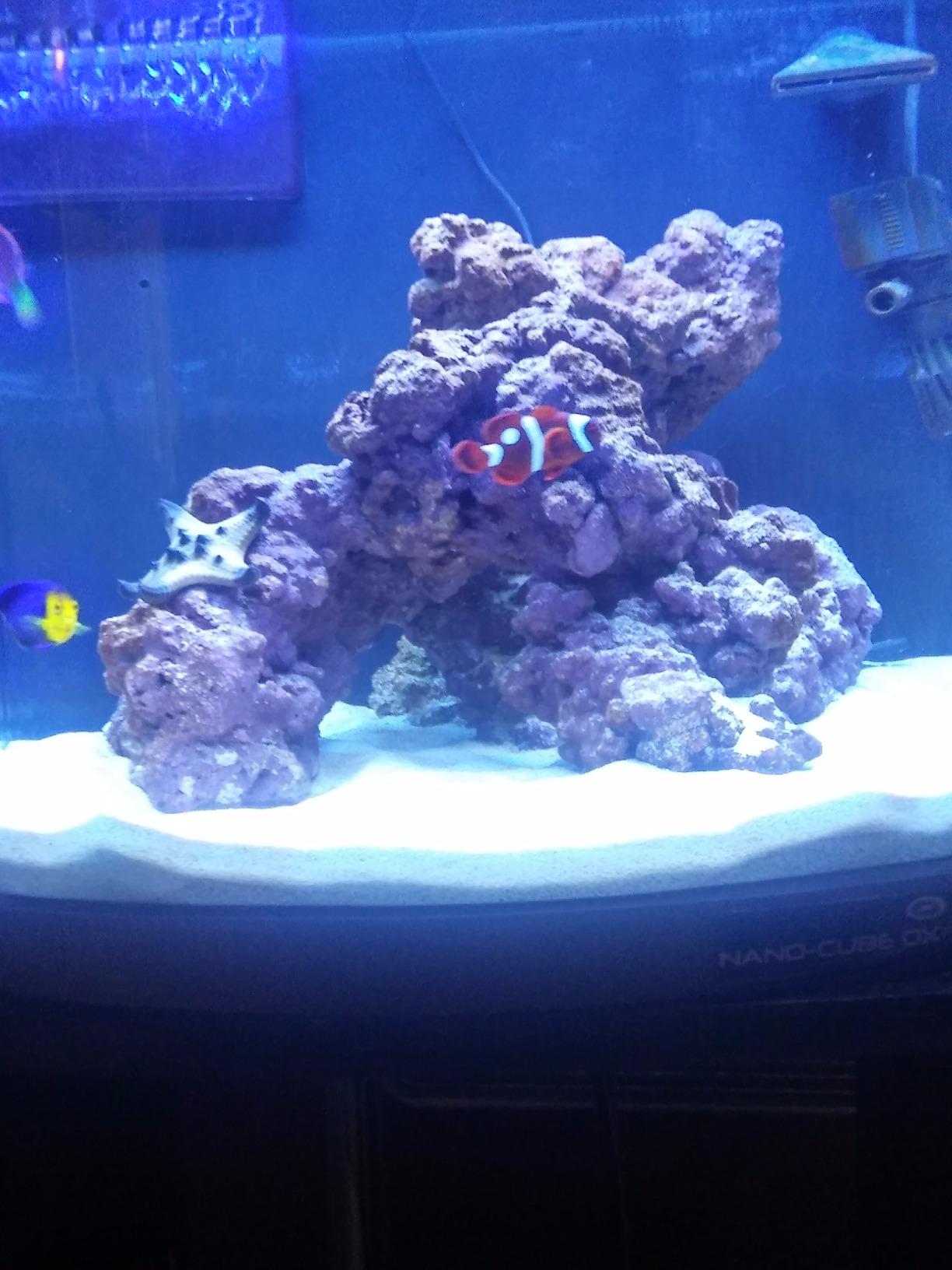 JBJ Nano Cube DX Aquarium, 24-Gallon customer photo 1