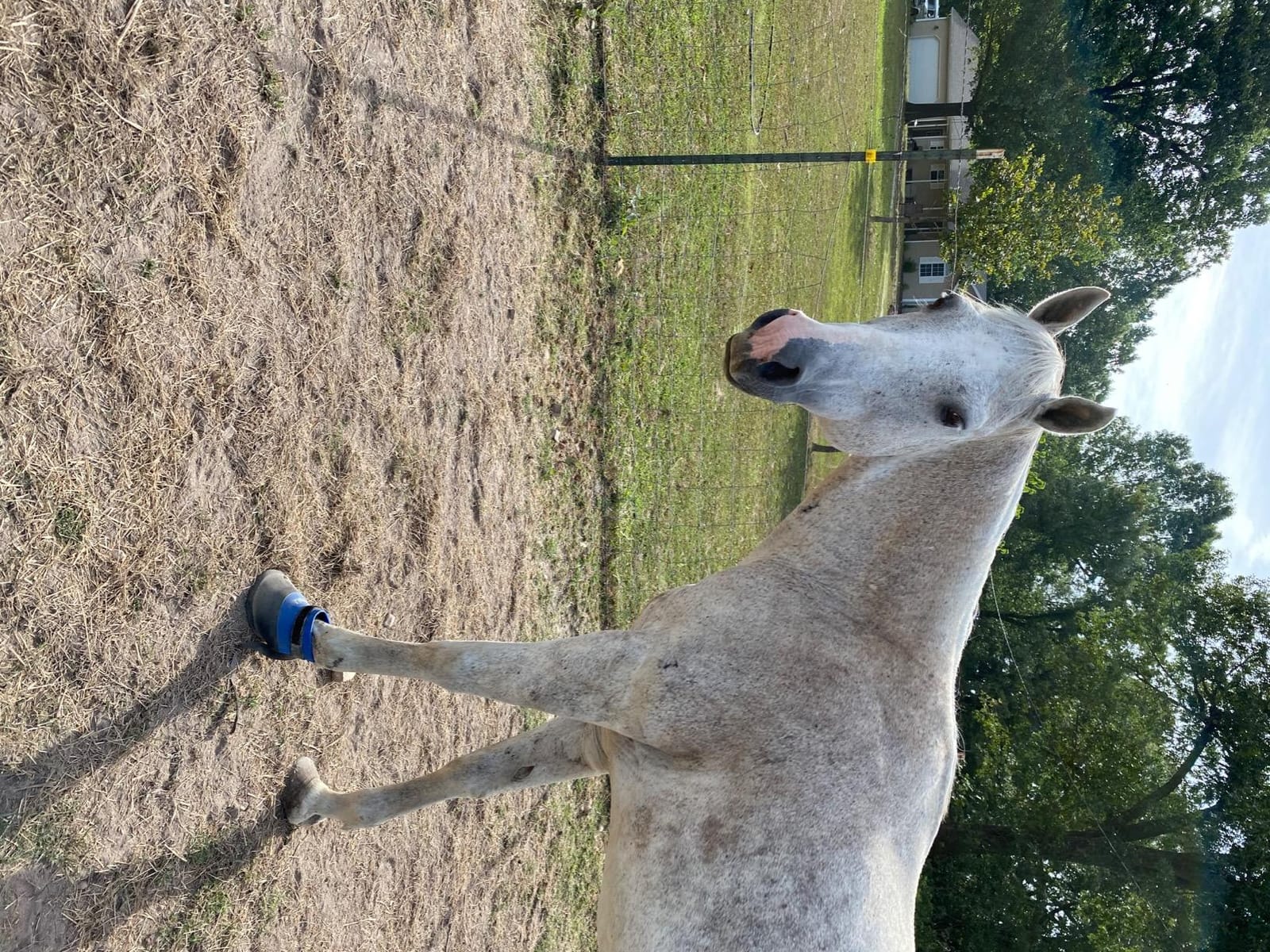 Tough 1 Hoof Saver Boot, Royal Blue, Medium customer photo 1