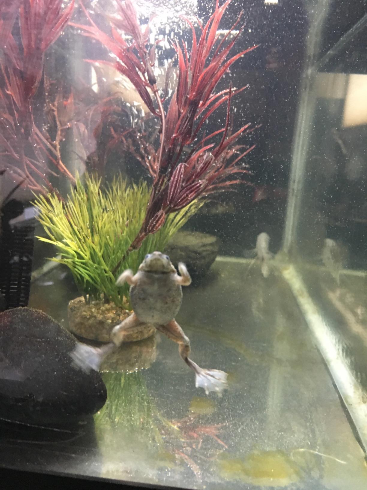 Zoo Med Aquatic Frog and Tadpole Food, 12 Ounces Each, Made in The USA (12 Ounces) customer photo 1