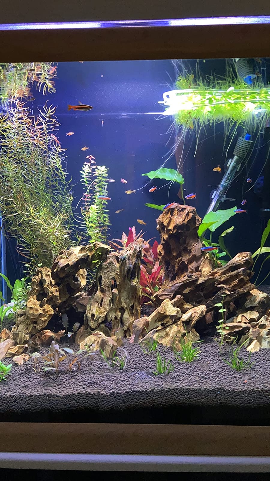 Omega One Color Mini Pellets, Sinking, 3.5 oz customer photo 2