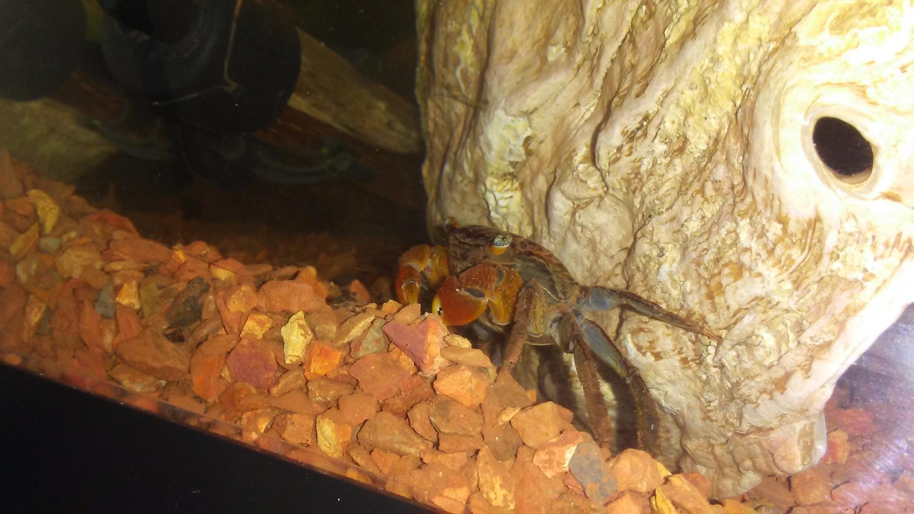 Seachem Flourite 3.5 kg / 7.7 lbs customer photo 1