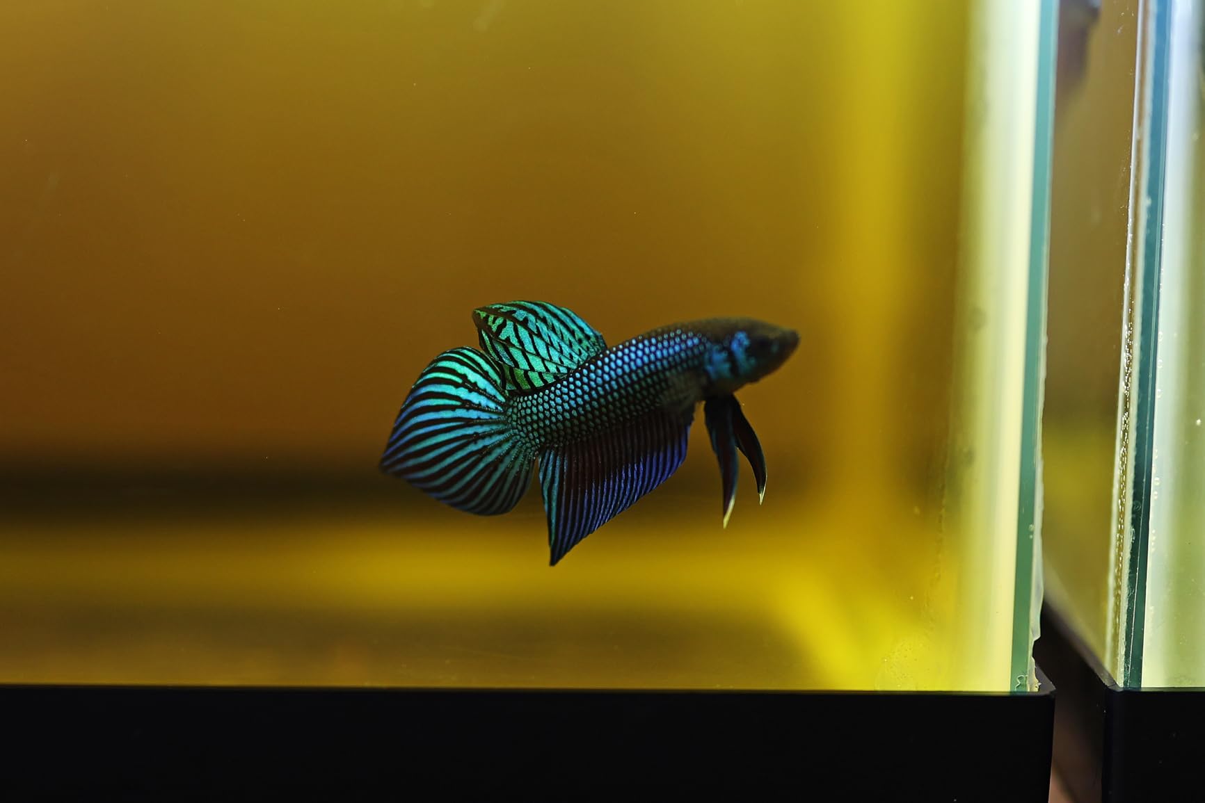 SunGrow 10 Indian Almond (Catappa) Leaves 4″-7″ for Betta Fish – Natural Aquarium Water Conditioner, Adds Tannins, Lowers pH, Fin Growth and Enhances Color, Stress Relief, Water Softening Treatment customer photo 1