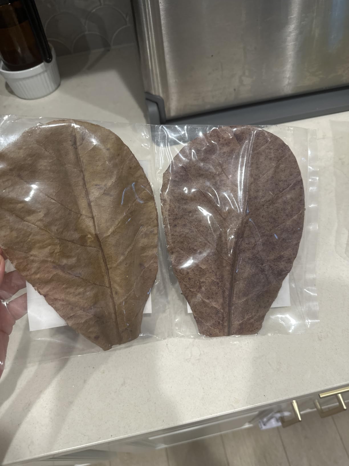 SunGrow 10 Indian Almond (Catappa) Leaves 4″-7″ for Betta Fish – Natural Aquarium Water Conditioner, Adds Tannins, Lowers pH, Fin Growth and Enhances Color, Stress Relief, Water Softening Treatment customer photo 2