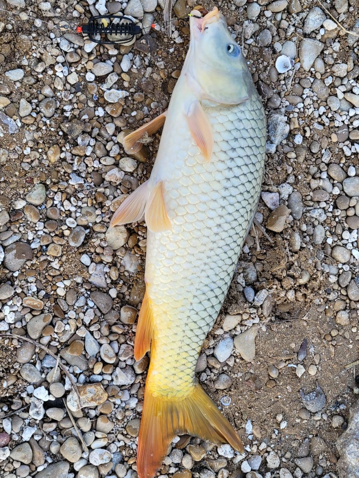 DaiwaCarp Fishing Reel customer photo 1
