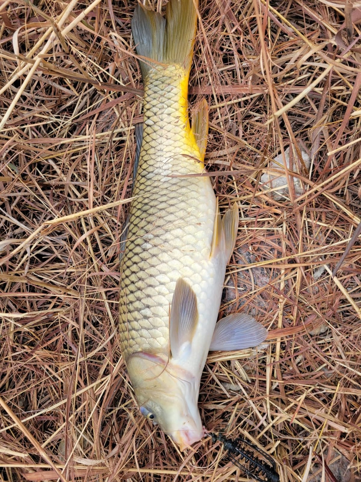DaiwaCarp Fishing Reel customer photo 2