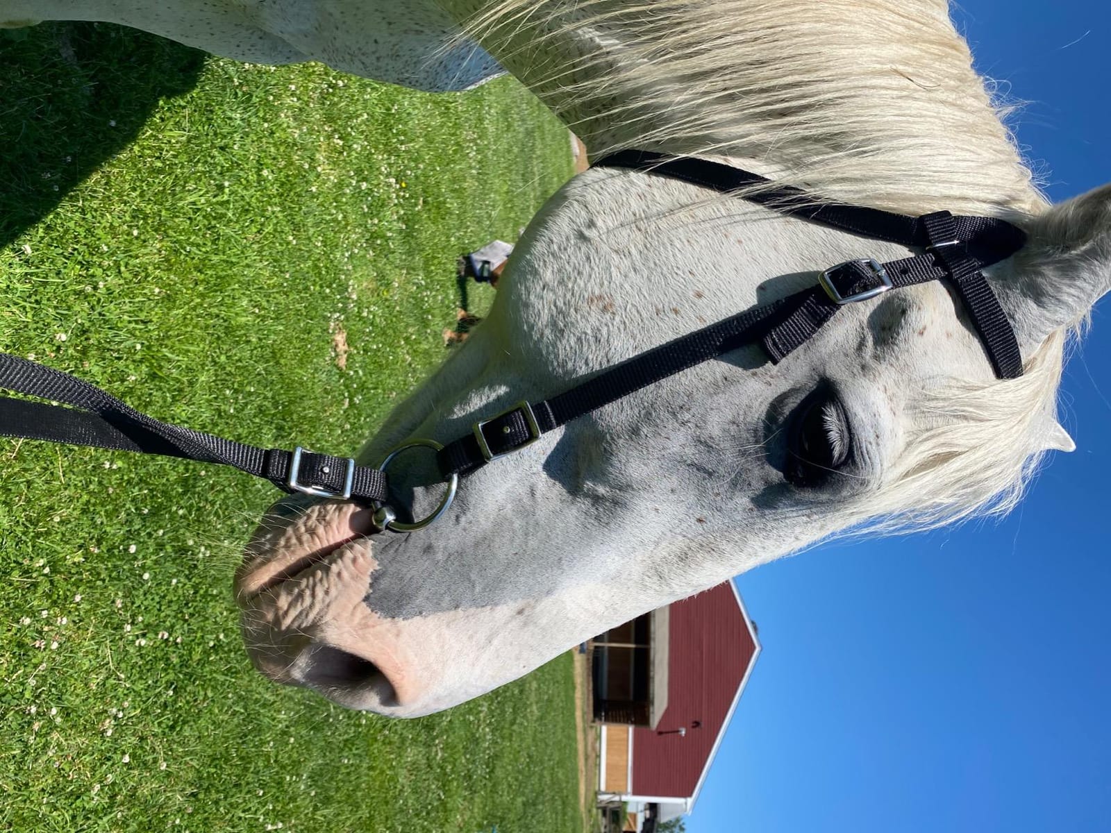 Tahoe Tack Plain Double Layer Nylon Headstall with Reins customer photo 2