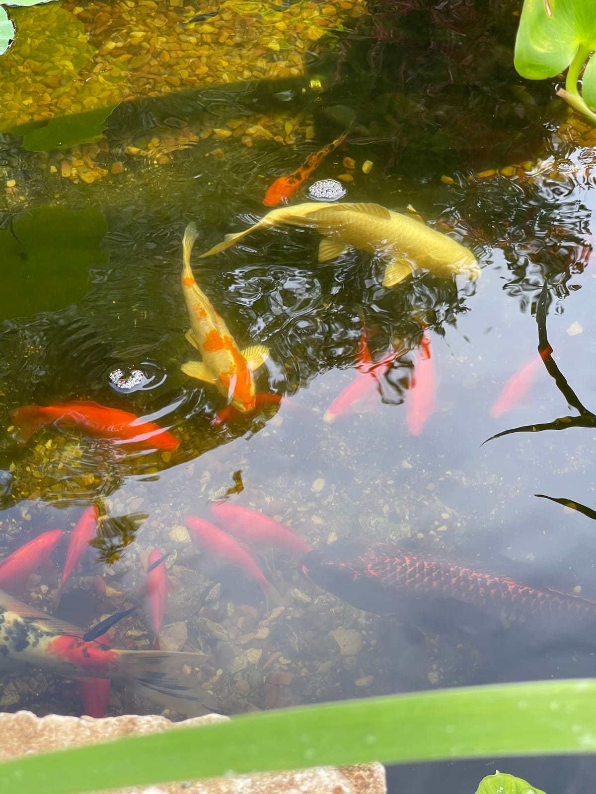 Aquascape UltraKlear 2500 UV Pond Clarifier – 28W UV Light for Clear Water & Algae Control, Ideal for Large Ponds & Water Features, 95037 customer photo 1