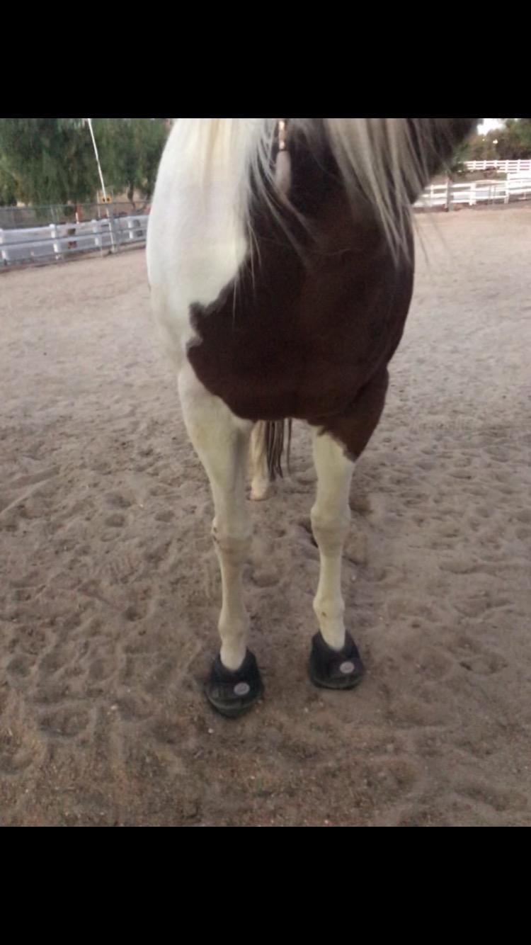 Cavallo Horse & Rider Trek Slim Sole Hoof Boots, Size 4 customer photo 1