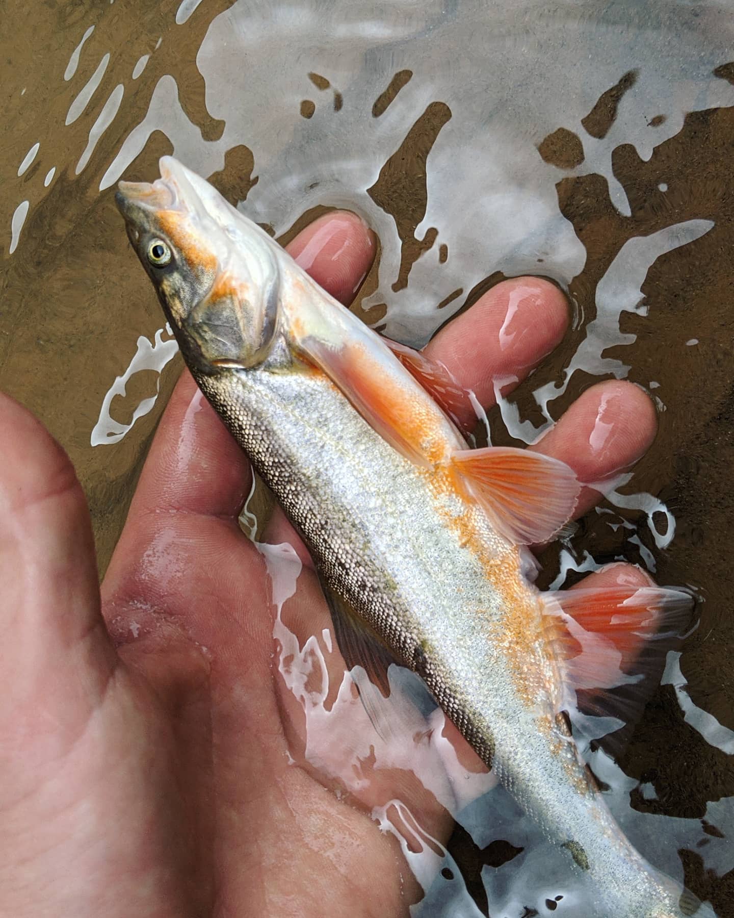 DRAGONtail Tenkara - Shadowfire 365 Tenkara Rod customer photo 2