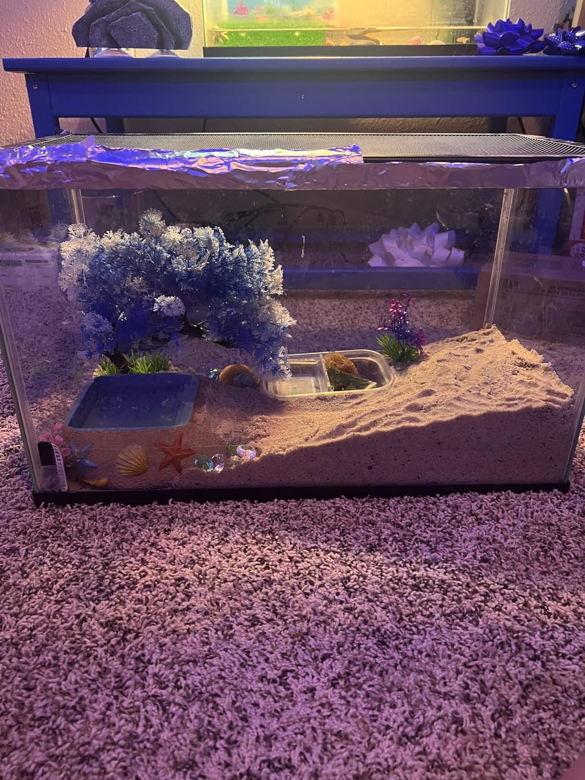Fluker's All Natural Premium Hermit Crab Sand Substrate, Sand Mixture with Coconut Fiber, For Hermit Crab Tanks, 6 lbs. customer photo 1