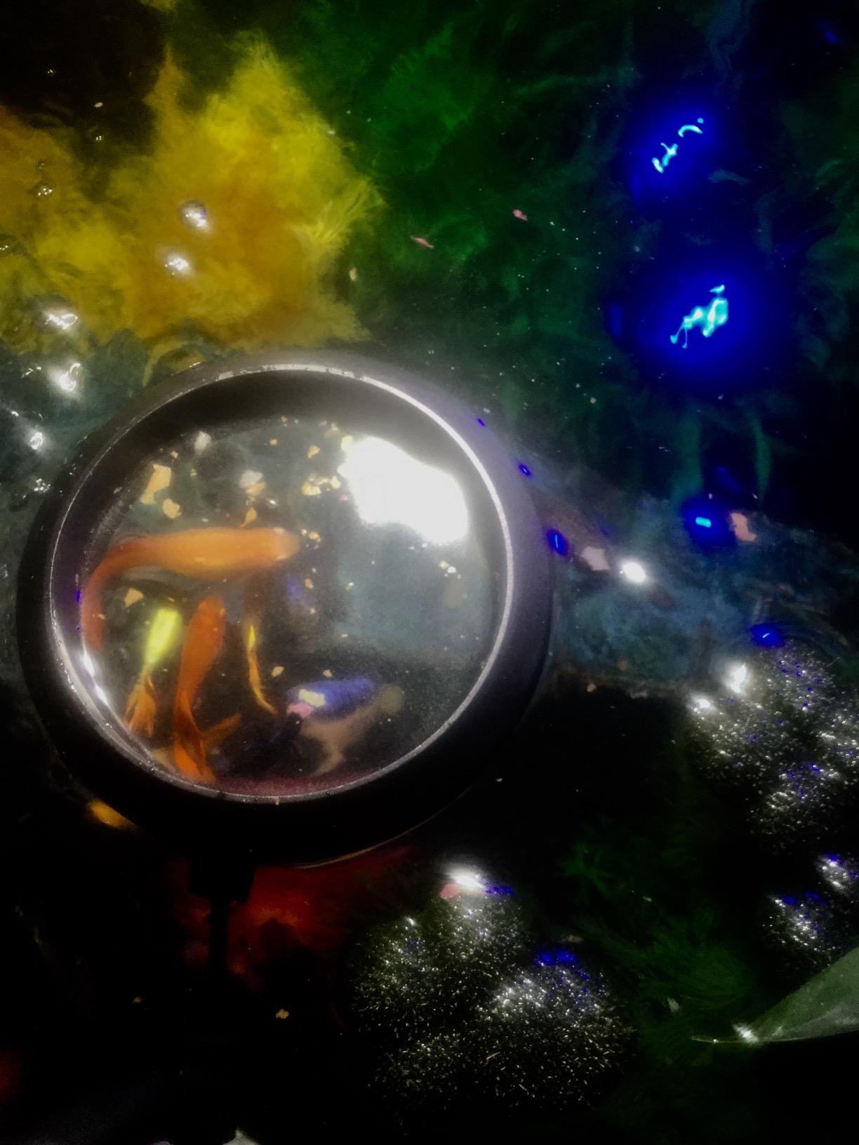 Two Little Fishies MagFeeder Magnetic Floating Aquarium Fish Feeding Ring customer photo 1