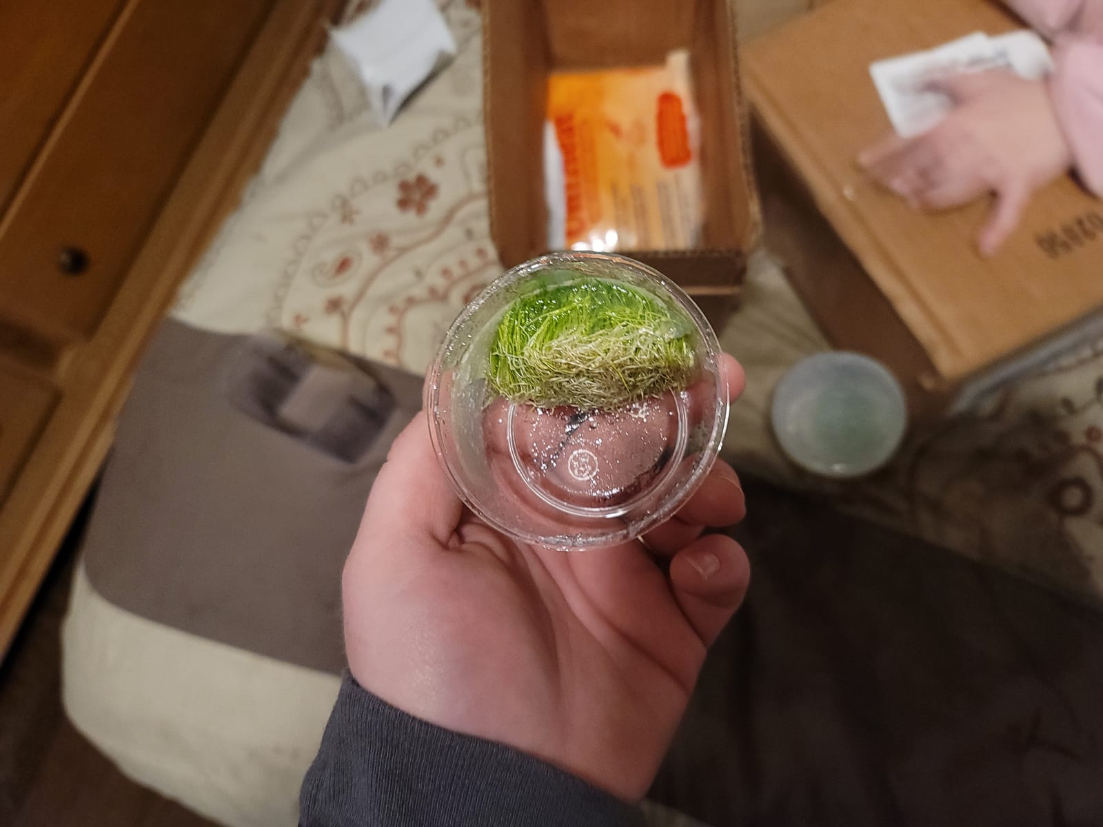 SubstrateSource Live Plant - Hairgrass Eleocharis Pusilla Tissue Culture Aquatic Live Aquarium Plant - 100% Snail Free in Vitro Cup (Hairgrass) customer photo 1