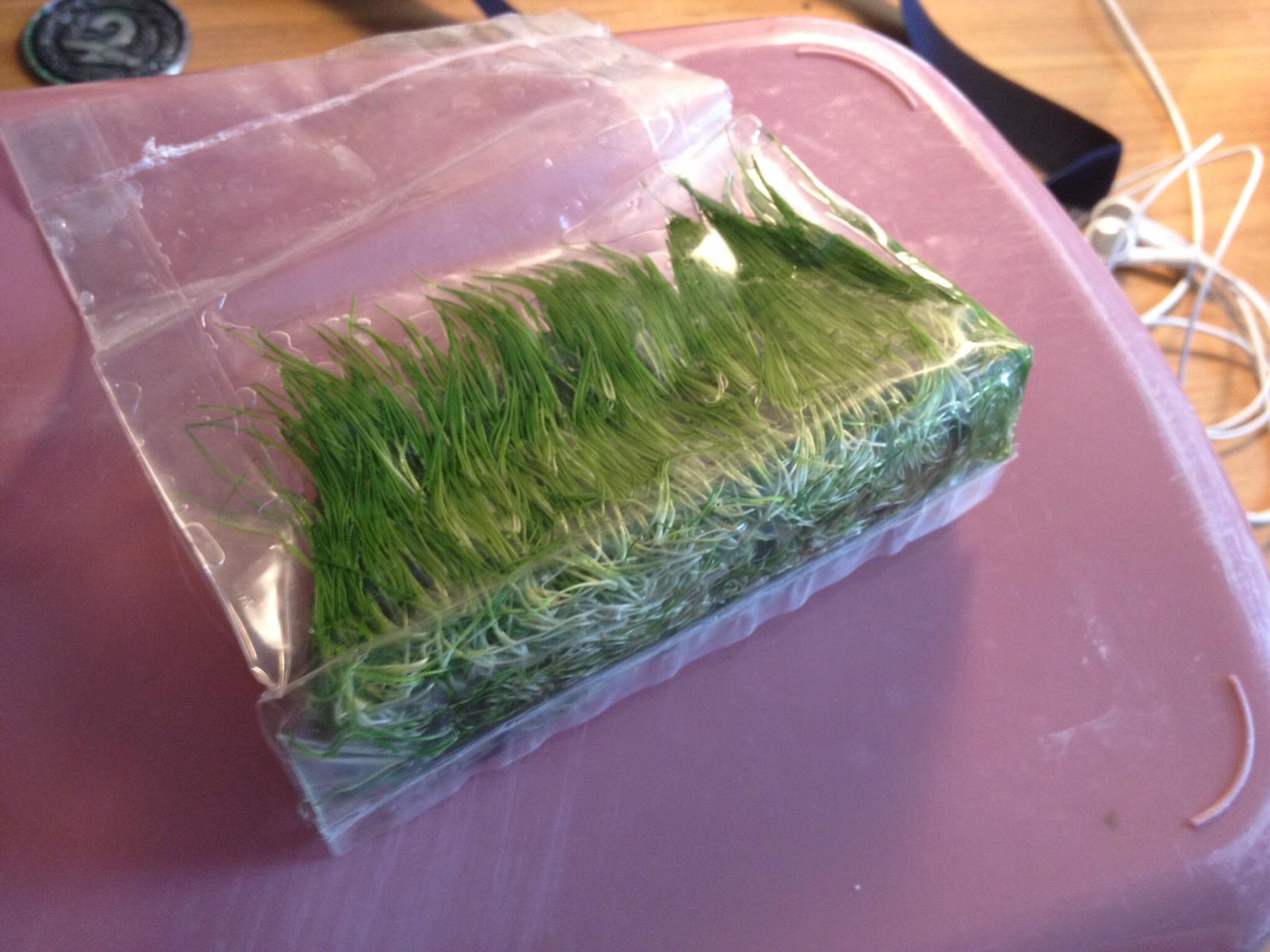 SubstrateSource Live Plant - Hairgrass Eleocharis Pusilla Tissue Culture Aquatic Live Aquarium Plant - 100% Snail Free in Vitro Cup (Hairgrass) customer photo 2